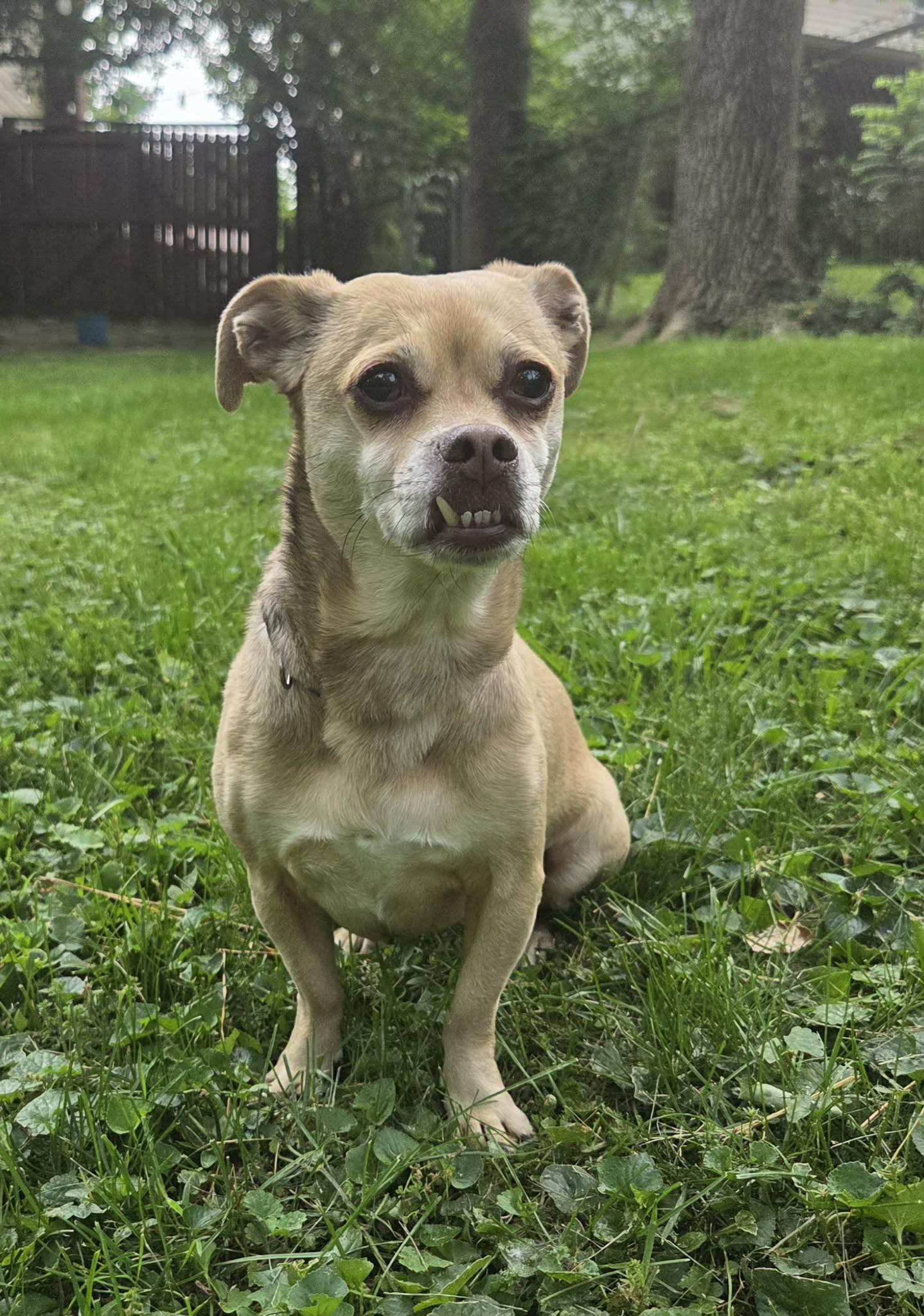 Abby, a ADOPTABLE mixed breed in Louisville, KY image 3/4