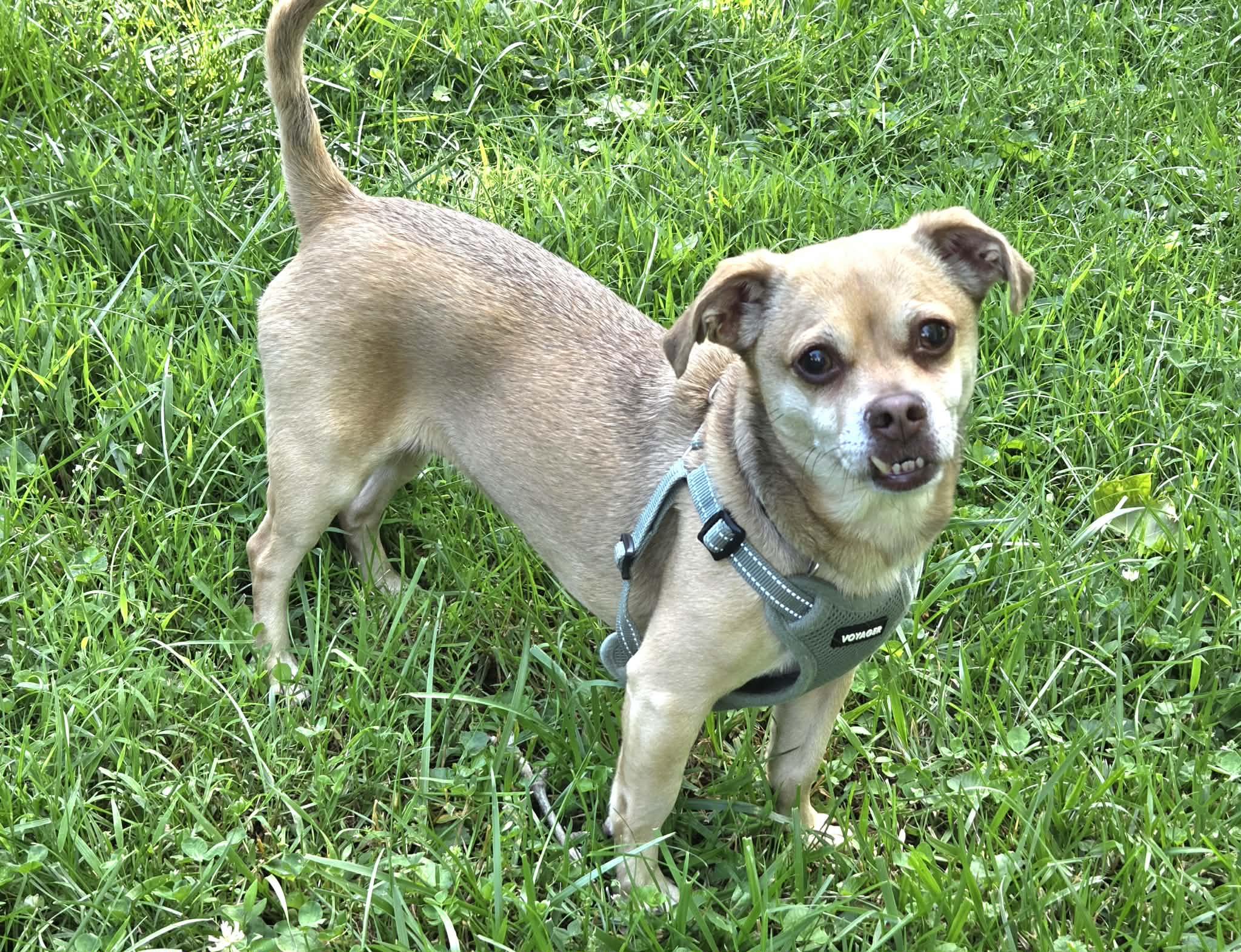 Abby, a ADOPTABLE mixed breed in Louisville, KY image 2/4