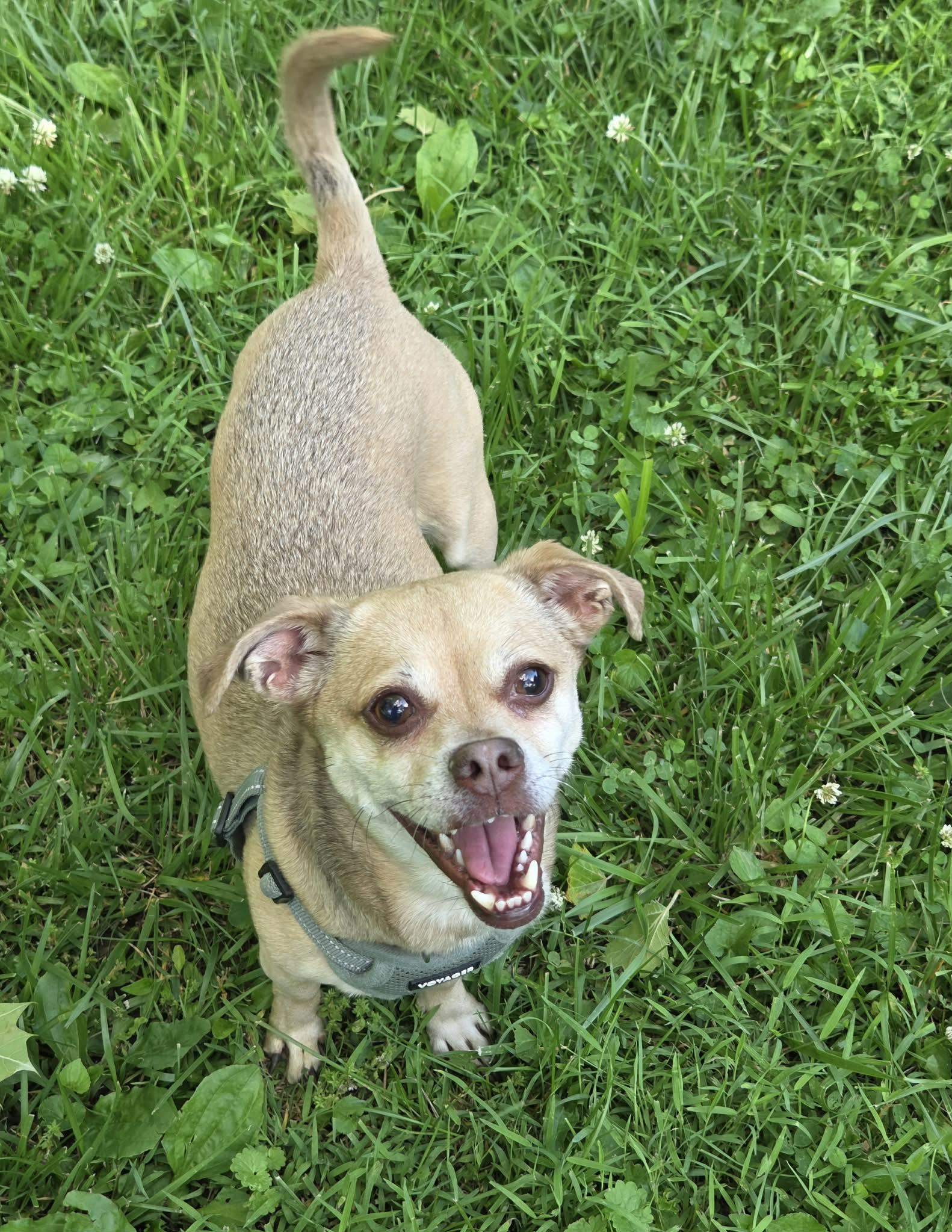 Abby, a ADOPTABLE mixed breed in Louisville, KY image 4/4