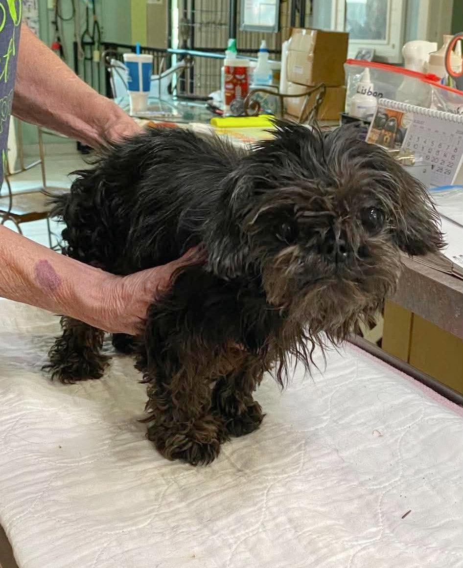Pets for adoption from Ninna's Road to Rescue | Petfinder