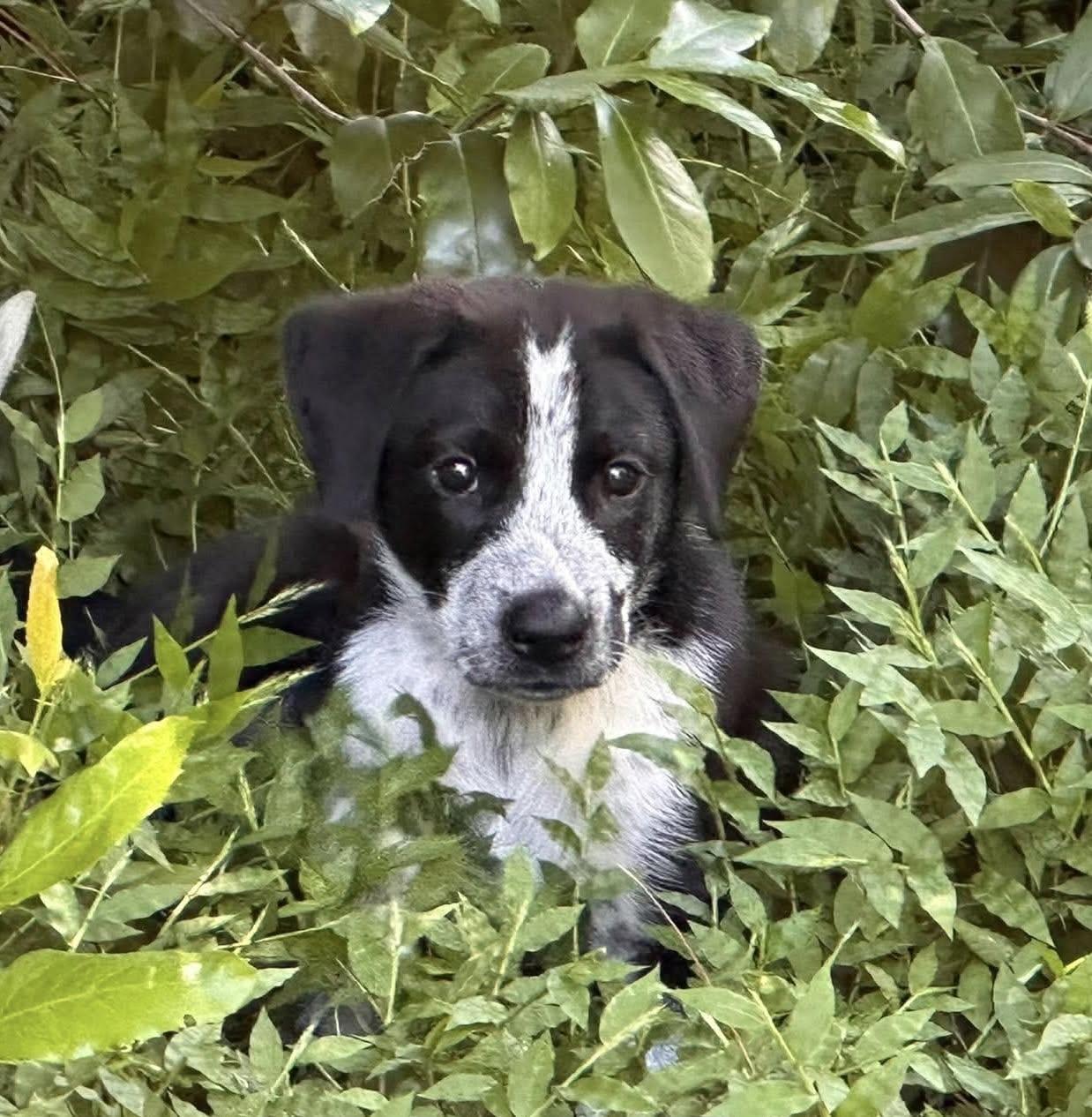 Milly, Adoptable, Puppy Female Labrador Retriever & Pointer.
