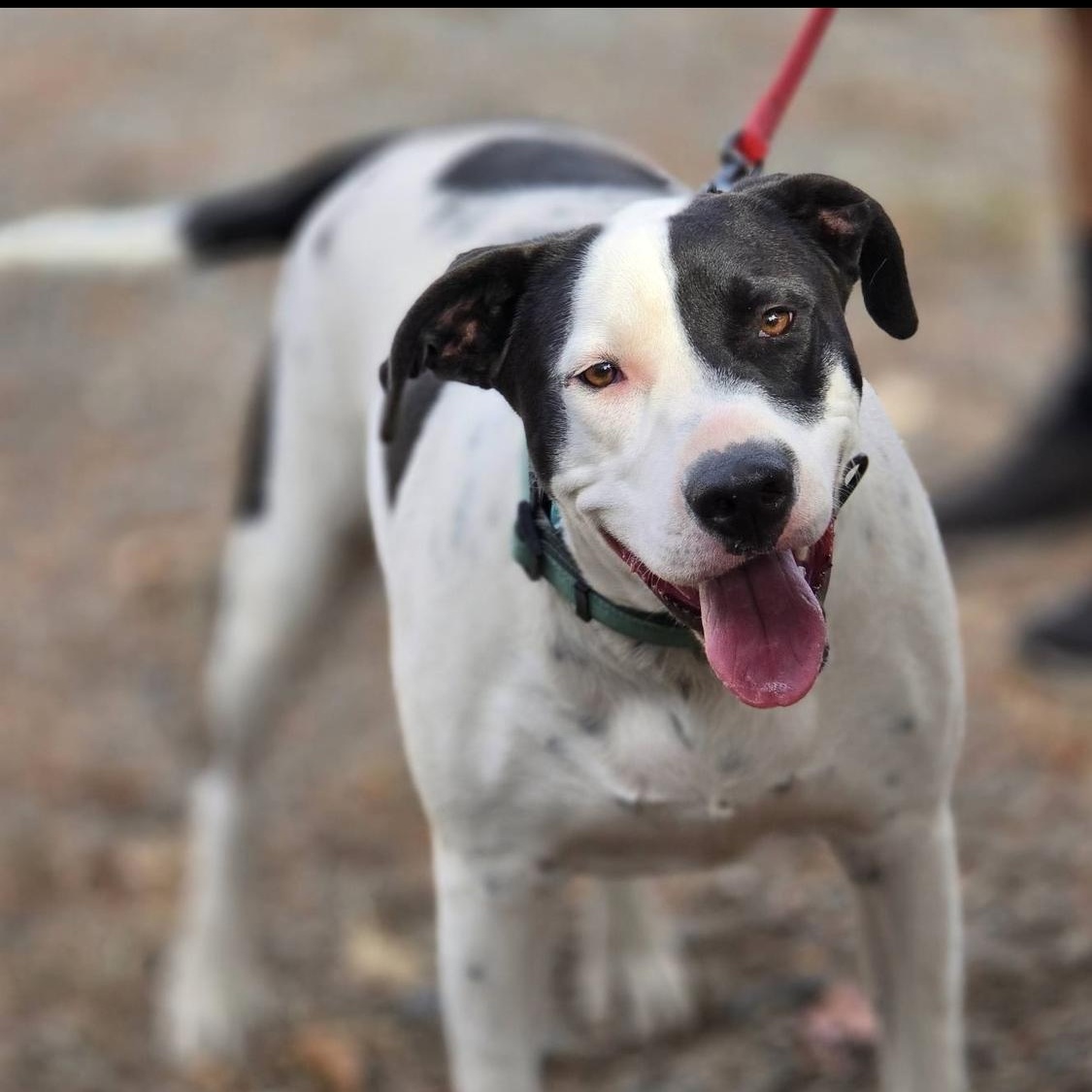Whiskey, a ADOPTABLE mixed breed in Vacaville , CA image 6/6