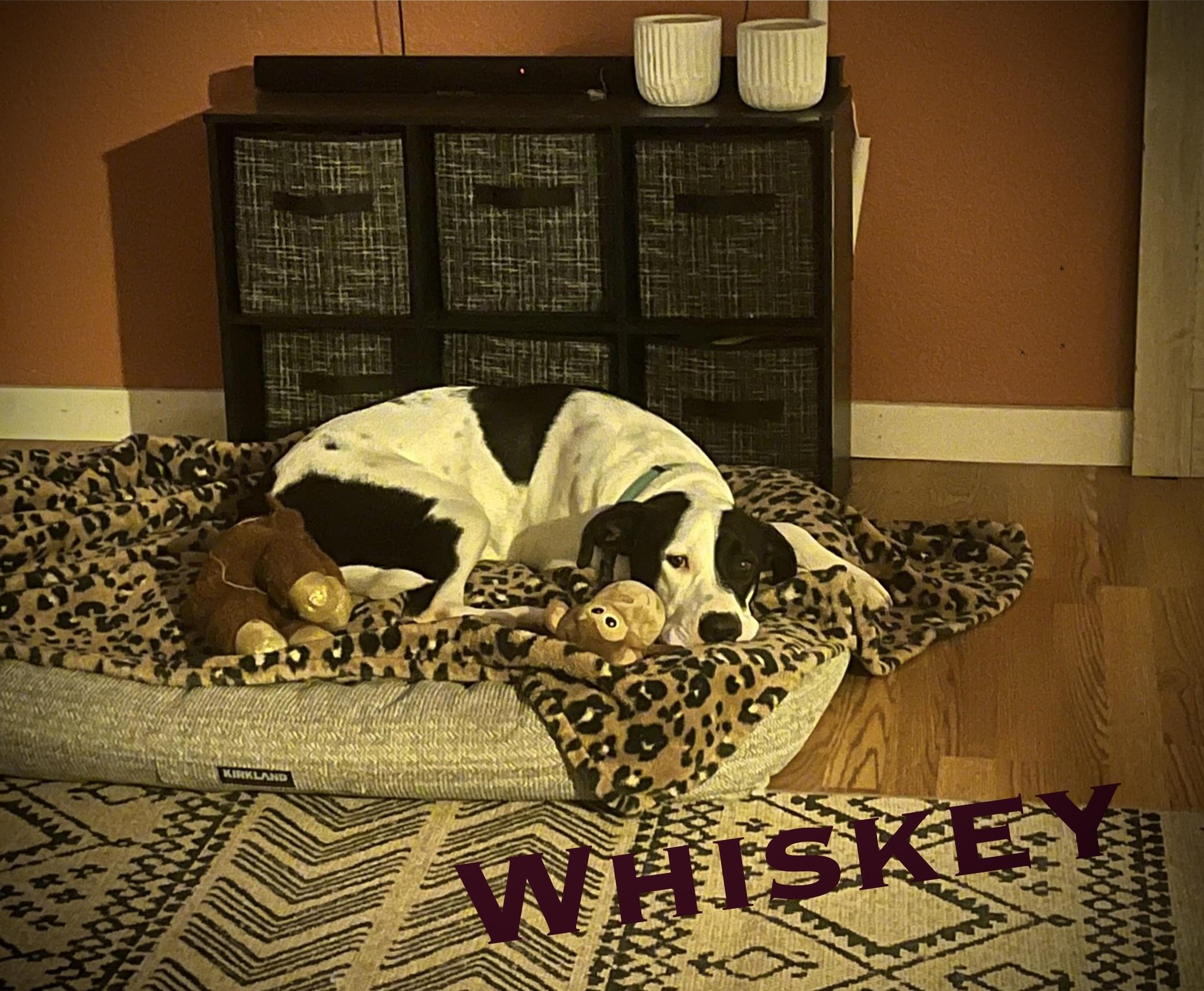 Whiskey, a ADOPTABLE mixed breed in Vacaville , CA image 1/6