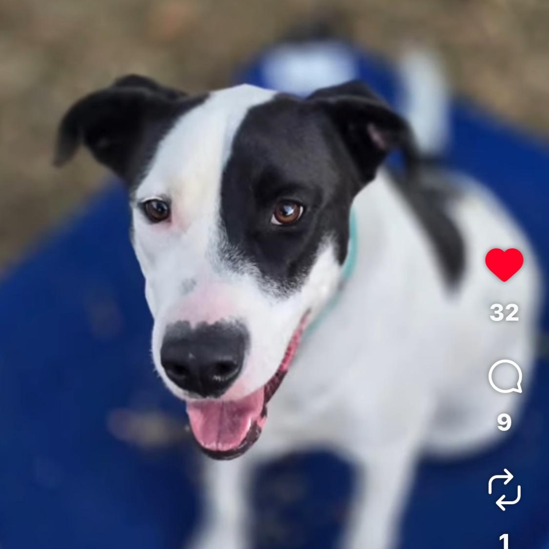 Whiskey, a ADOPTABLE mixed breed in Vacaville , CA image 5/6