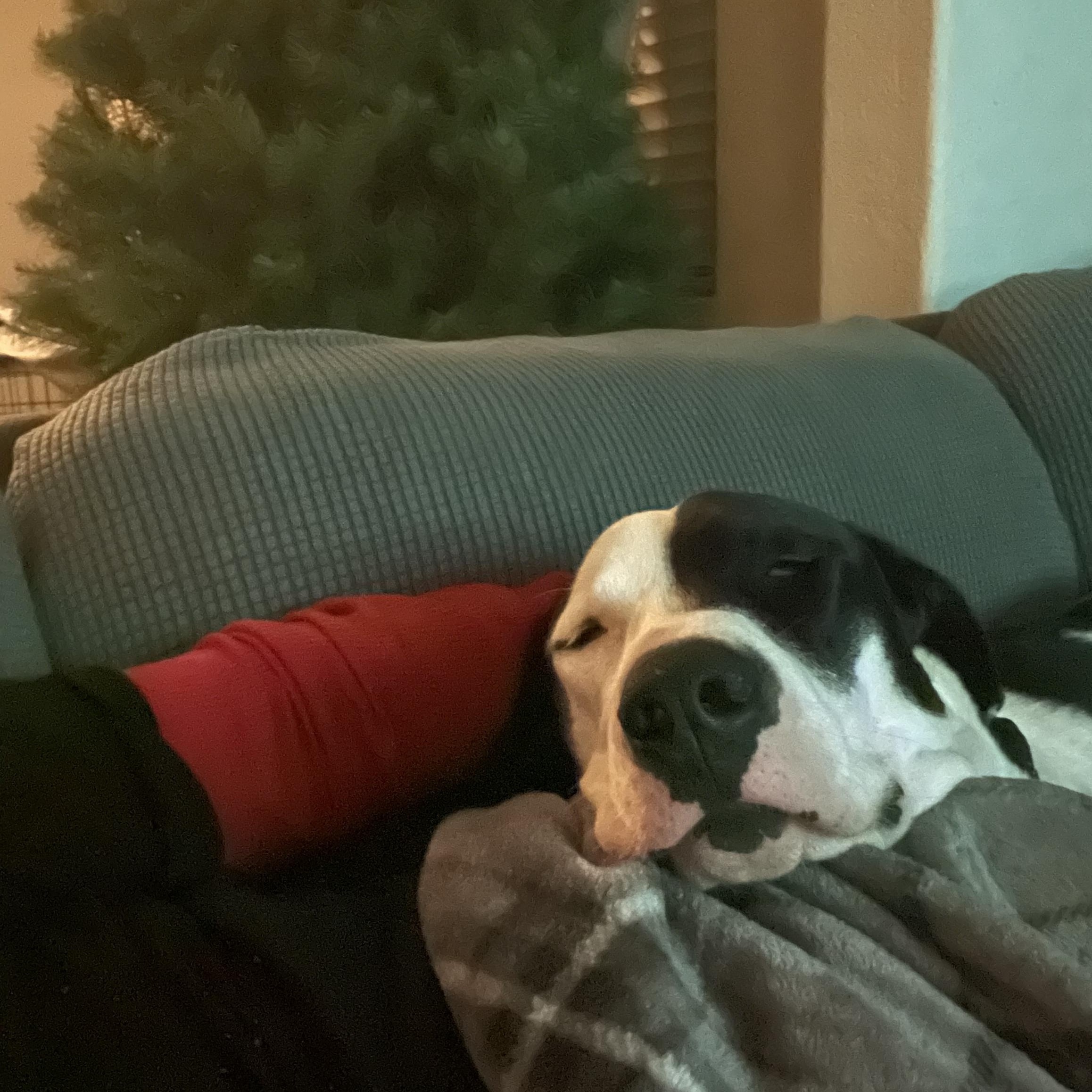 Whiskey, a ADOPTABLE mixed breed in Vacaville , CA image 4/6