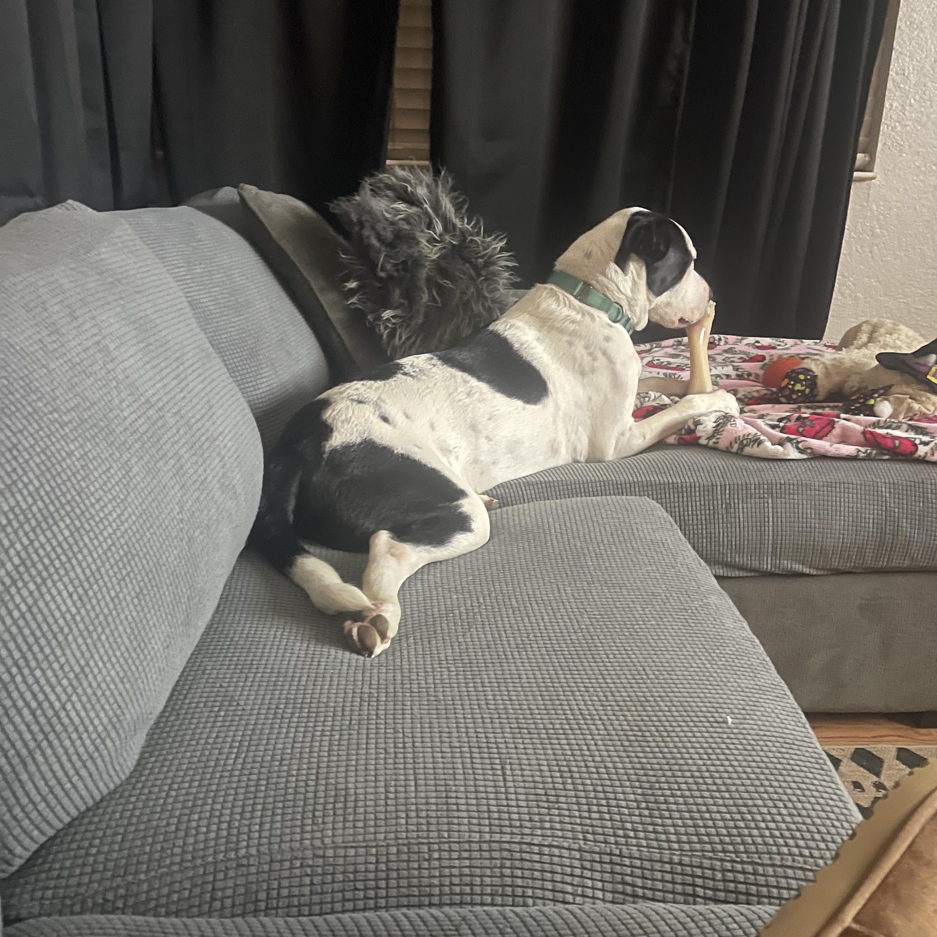 Whiskey, a ADOPTABLE mixed breed in Vacaville , CA image 3/6