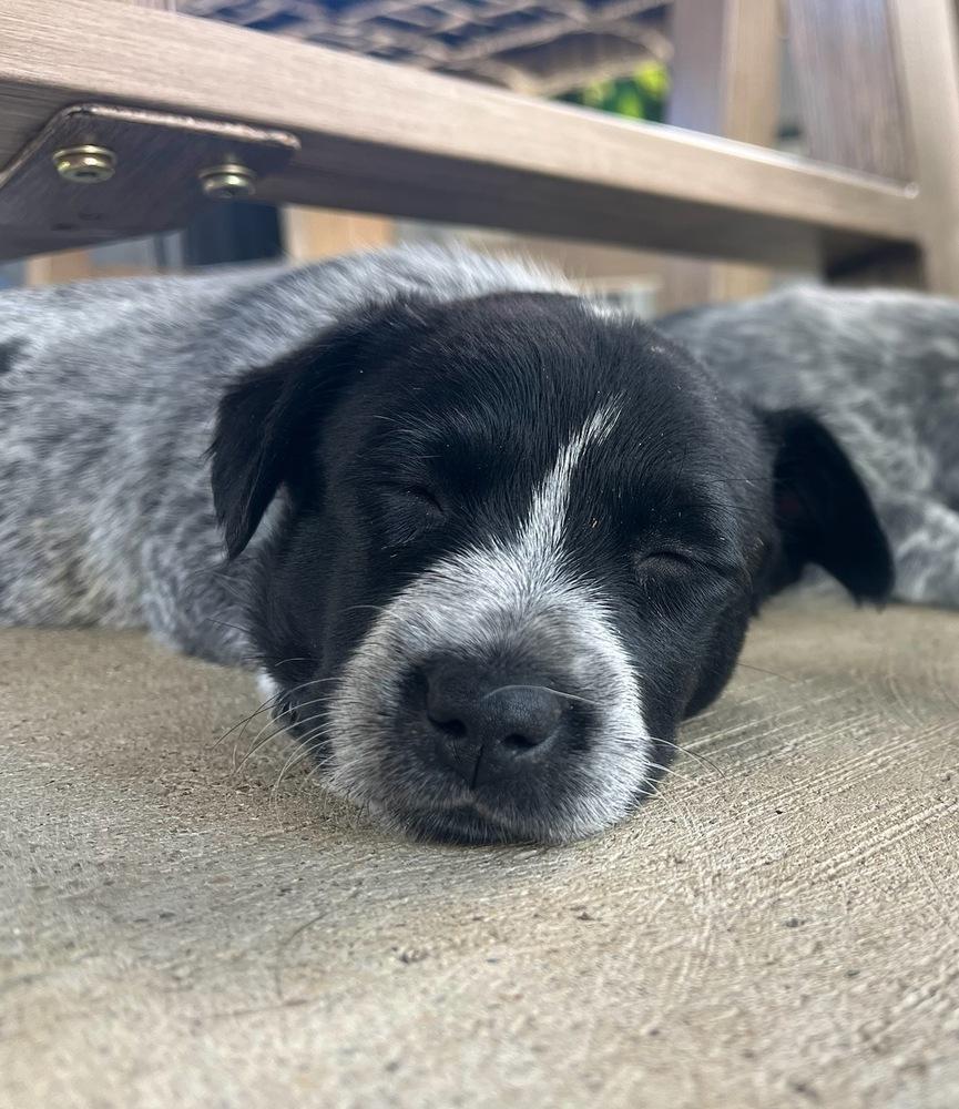 Chinese Takeout Litter - Dim Sum, Adoptable, Puppy Female Australian Cattle Dog / Blue Heeler.