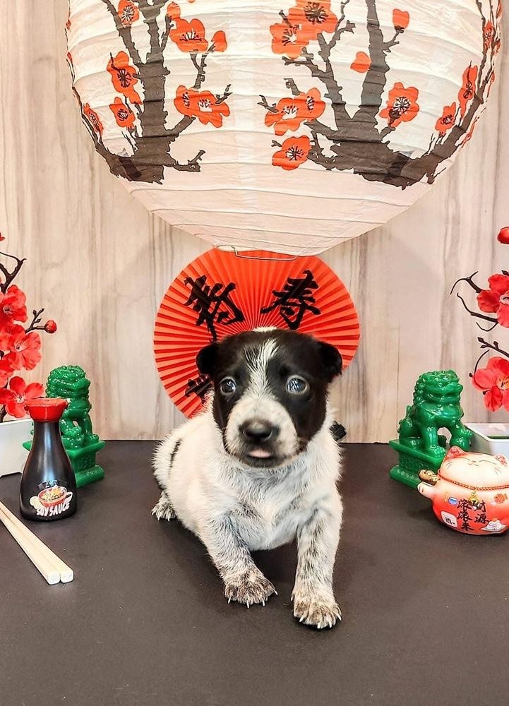 Enlarge Chinese Takeout Litter - Dim Sum, a Adoptable mixed breed in Columbus, OH image 1/1