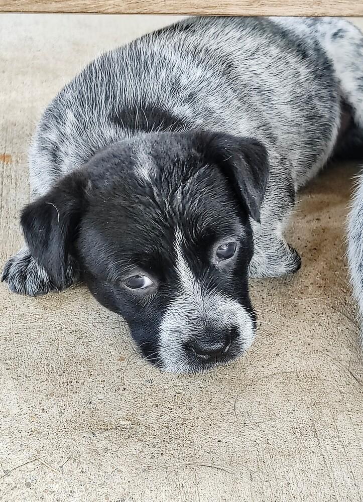 Enlarge Chinese Takeout Litter - Dim Sum, a Adoptable Australian Cattle Dog / Blue Heeler in Columbus, OH image 2/5