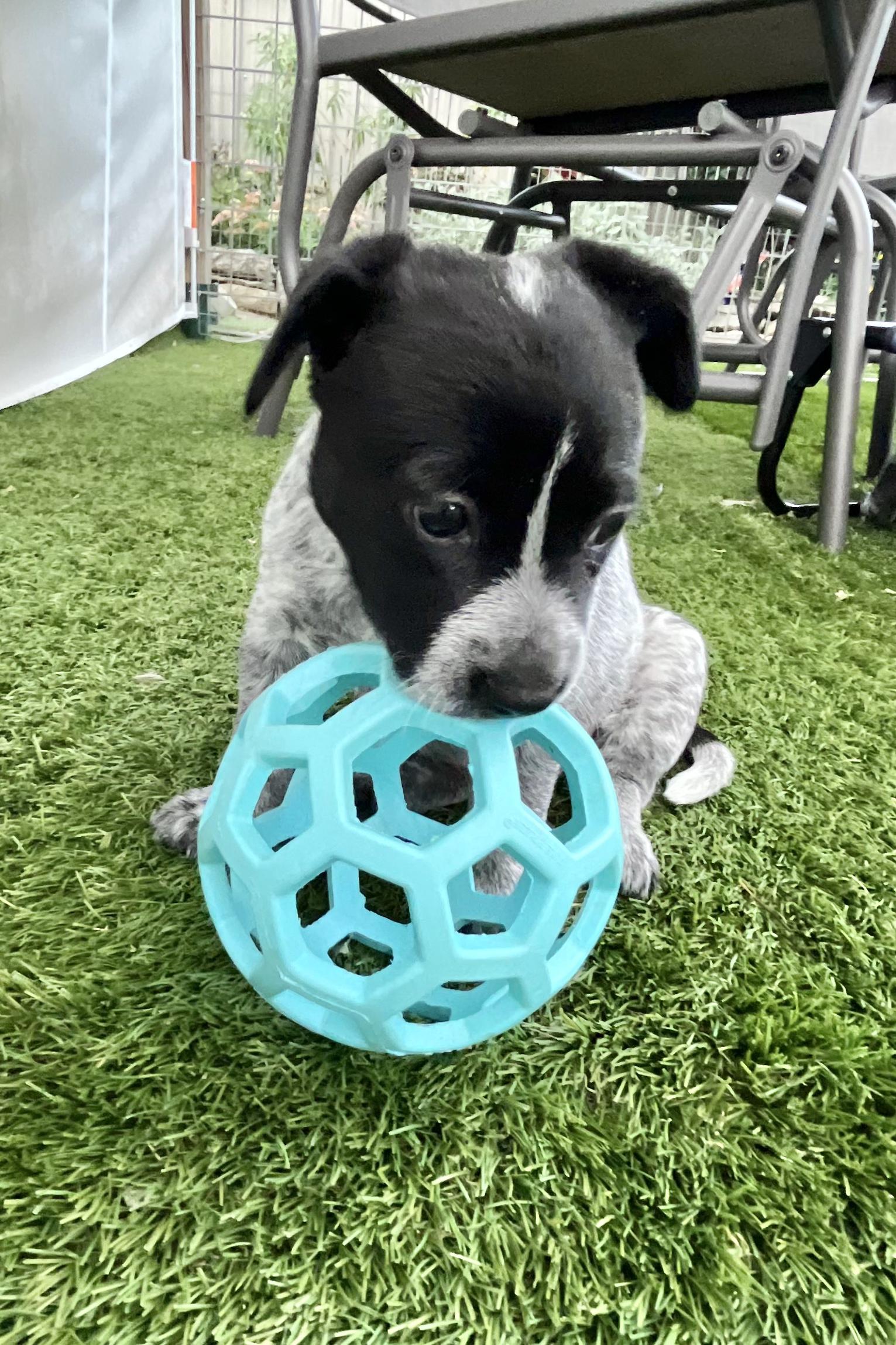 Enlarge Chinese Takeout Litter - Dim Sum, a Adoptable Australian Cattle Dog / Blue Heeler in Columbus, OH image 3/5