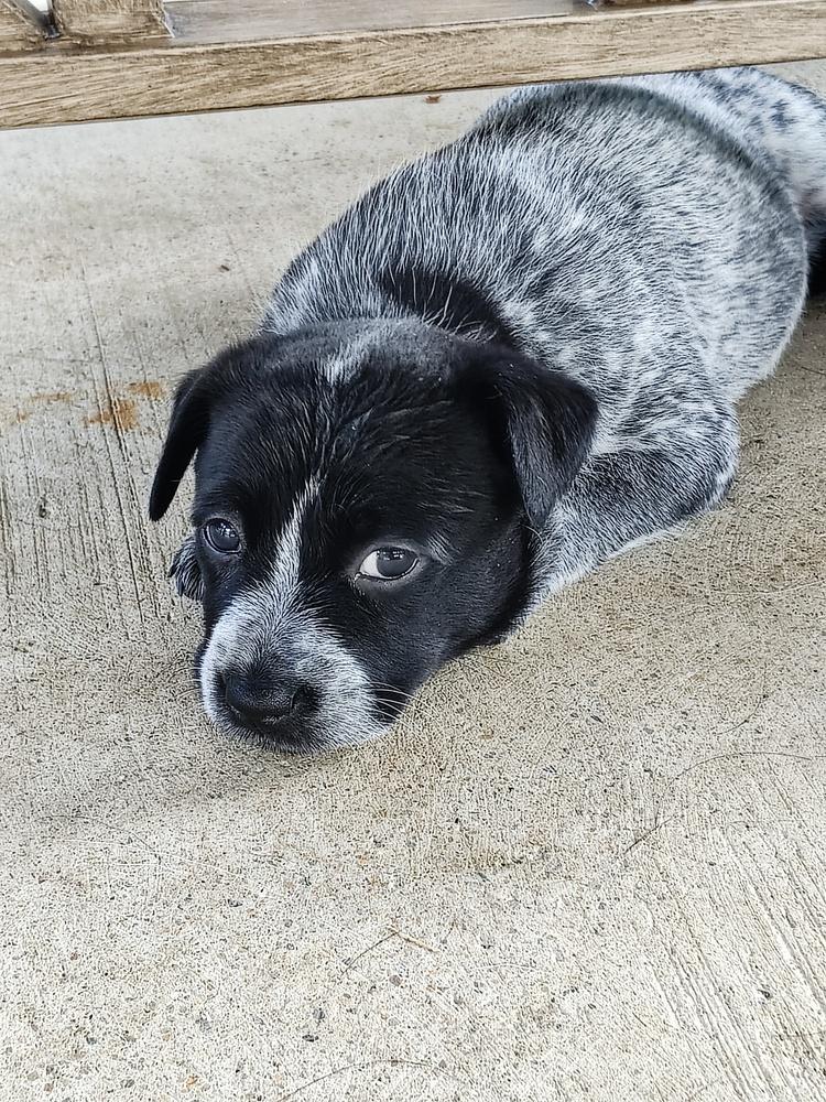 Enlarge Chinese Takeout Litter - Dim Sum, a Adoptable Australian Cattle Dog / Blue Heeler in Columbus, OH image 4/5