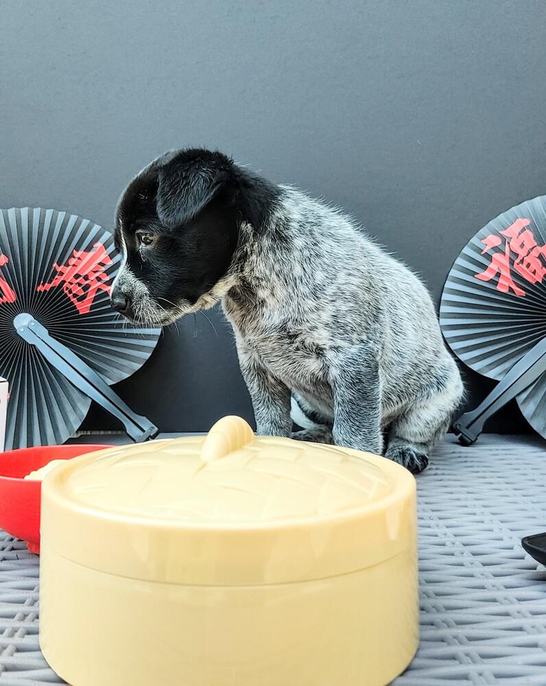 Enlarge Chinese Takeout Litter - Dim Sum, a Adoptable Australian Cattle Dog / Blue Heeler in Columbus, OH image 5/5
