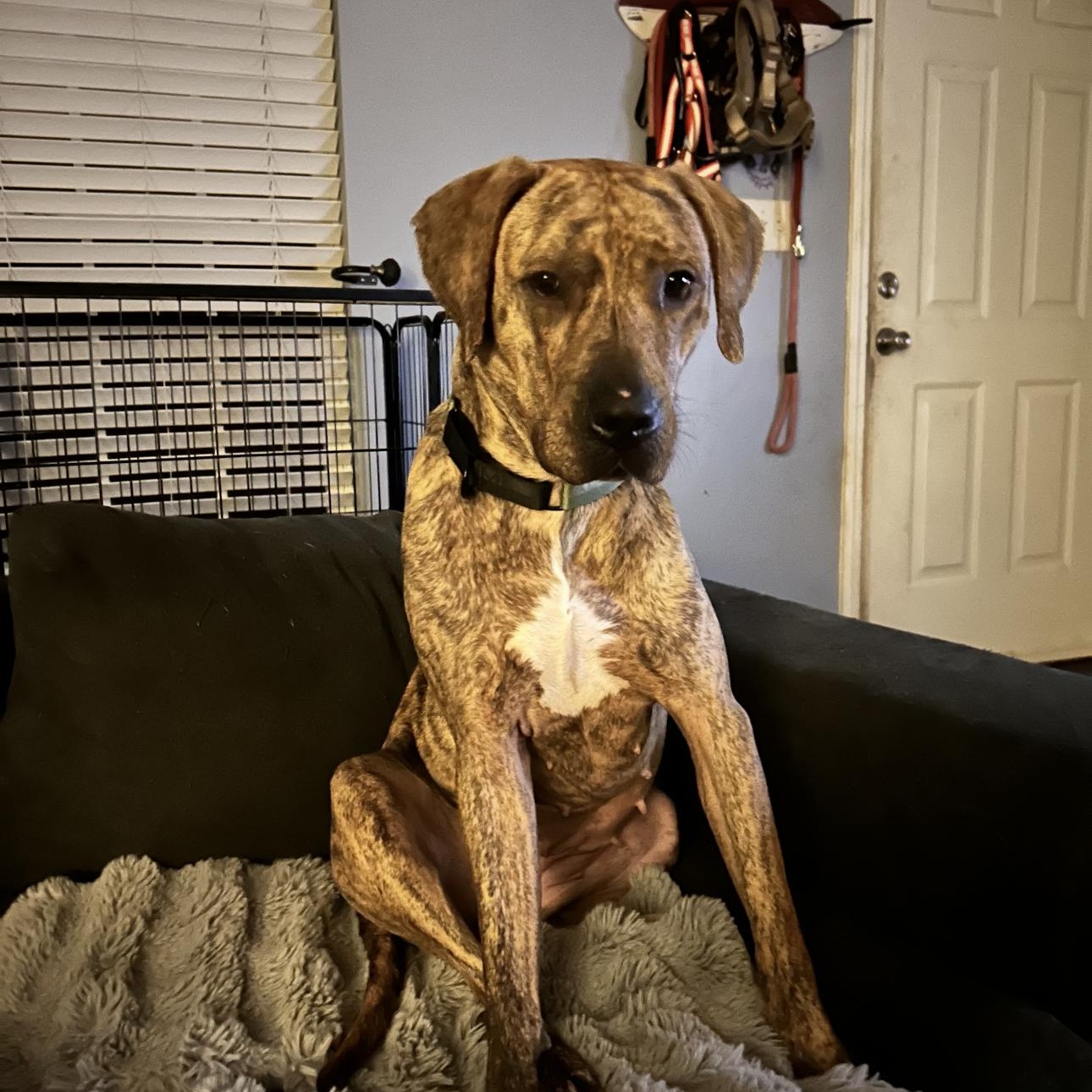 Lunell, Adoptable, Young Female Plott Hound.