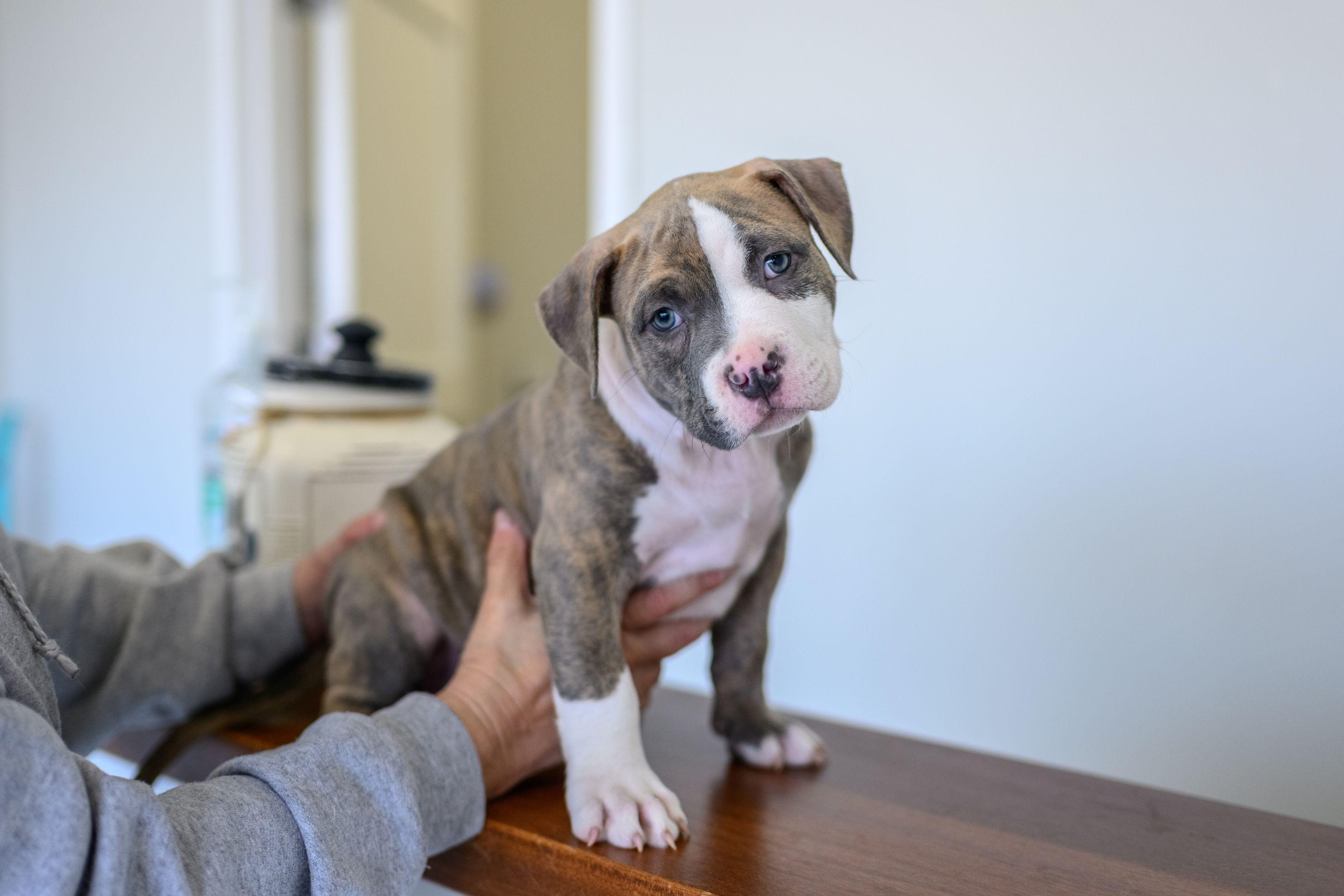 LOUIE, ADOPTABLE, Puppy Male Pit Bull Terrier.