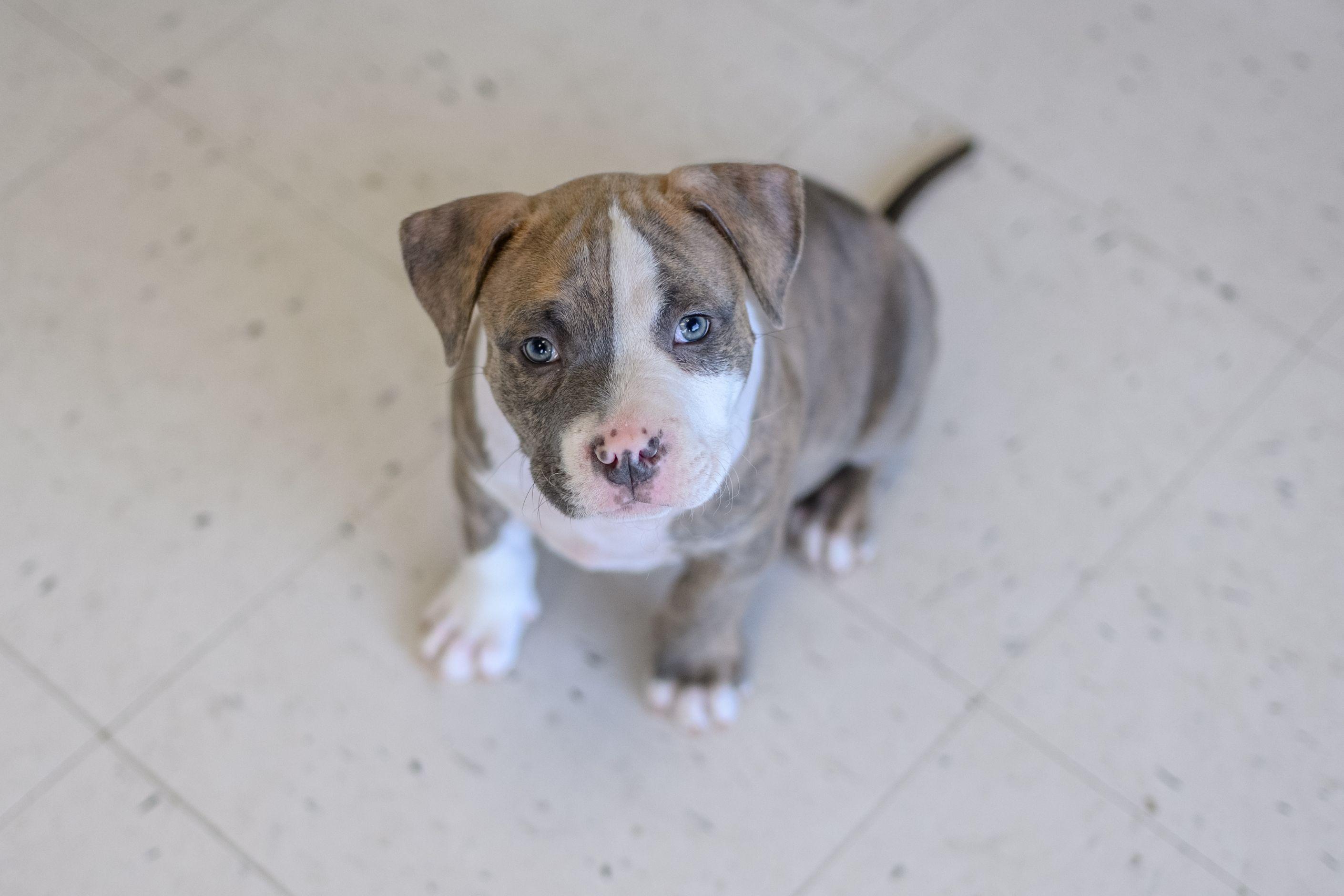 Enlarge LOUIE, a ADOPTABLE mixed breed in Hamilton, NJ image 2/4