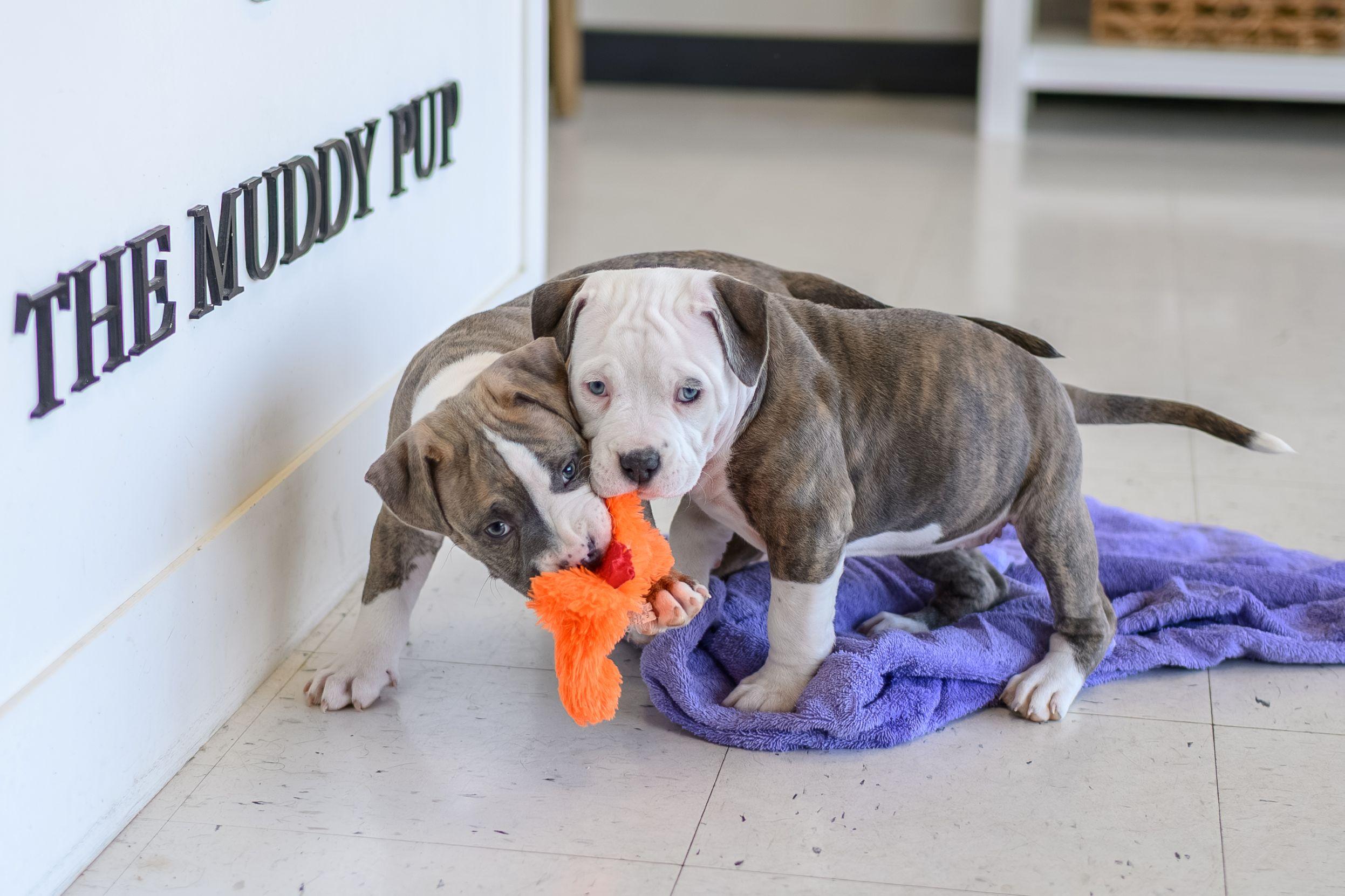 Enlarge LOUIE, a ADOPTABLE mixed breed in Hamilton, NJ image 3/4