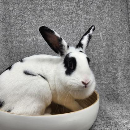 Mazie, Adoptable, Adult Female American.