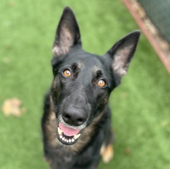 Enlarge Nana (Courtesy Post), a Adoptable mixed breed in Fulton, CA image 1/1