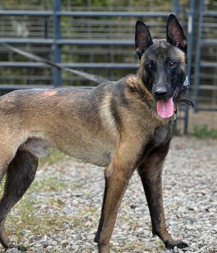 Enlarge Felon, a Adoptable Belgian Shepherd / Malinois in Bothell, WA image 1/3