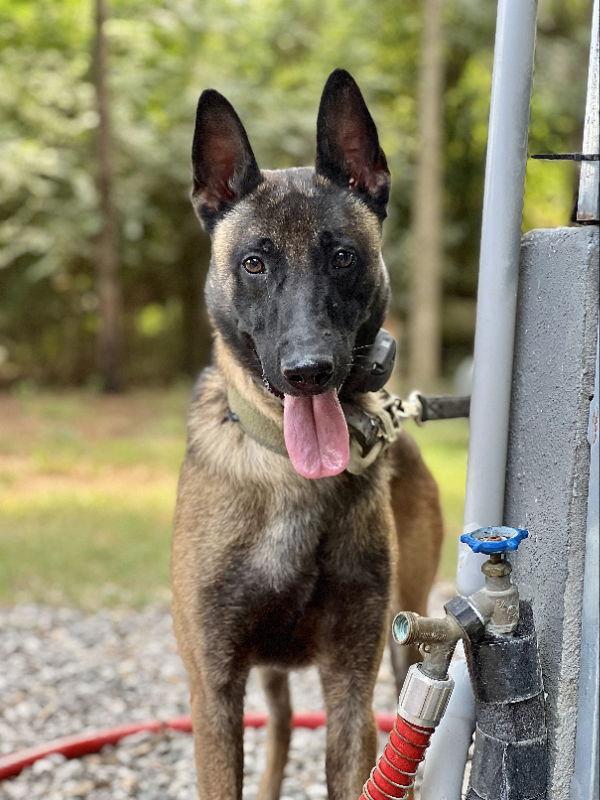 Enlarge Felon, a Adoptable Belgian Shepherd / Malinois in Bothell, WA image 3/3