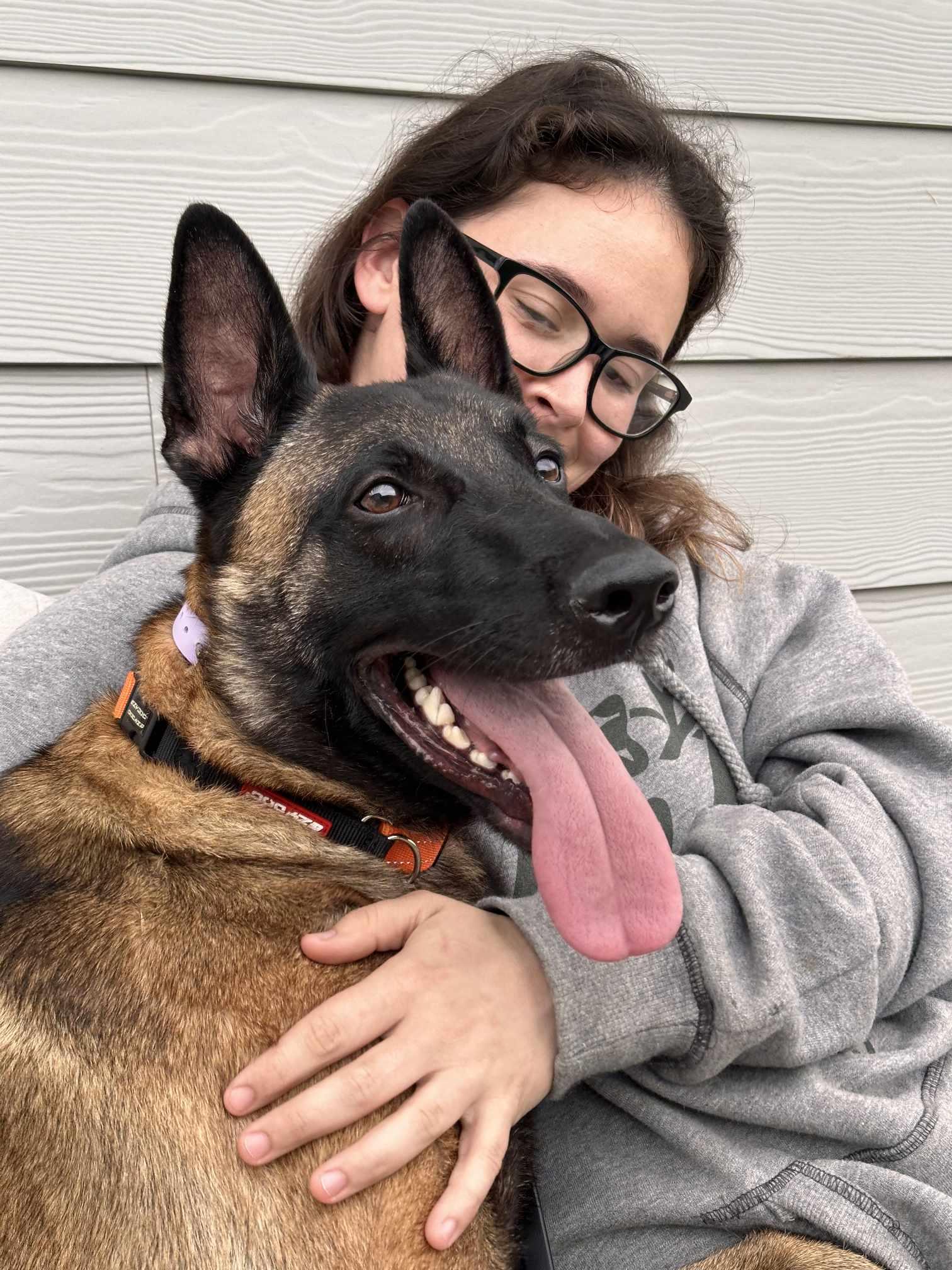Enlarge Felon, a Adoptable Belgian Shepherd / Malinois in Bothell, WA image 3/3