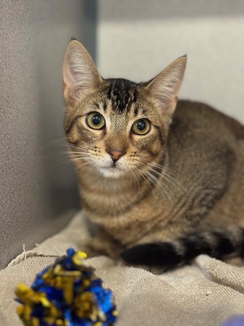 Marty, Adoptable, Young Male Domestic Short Hair.