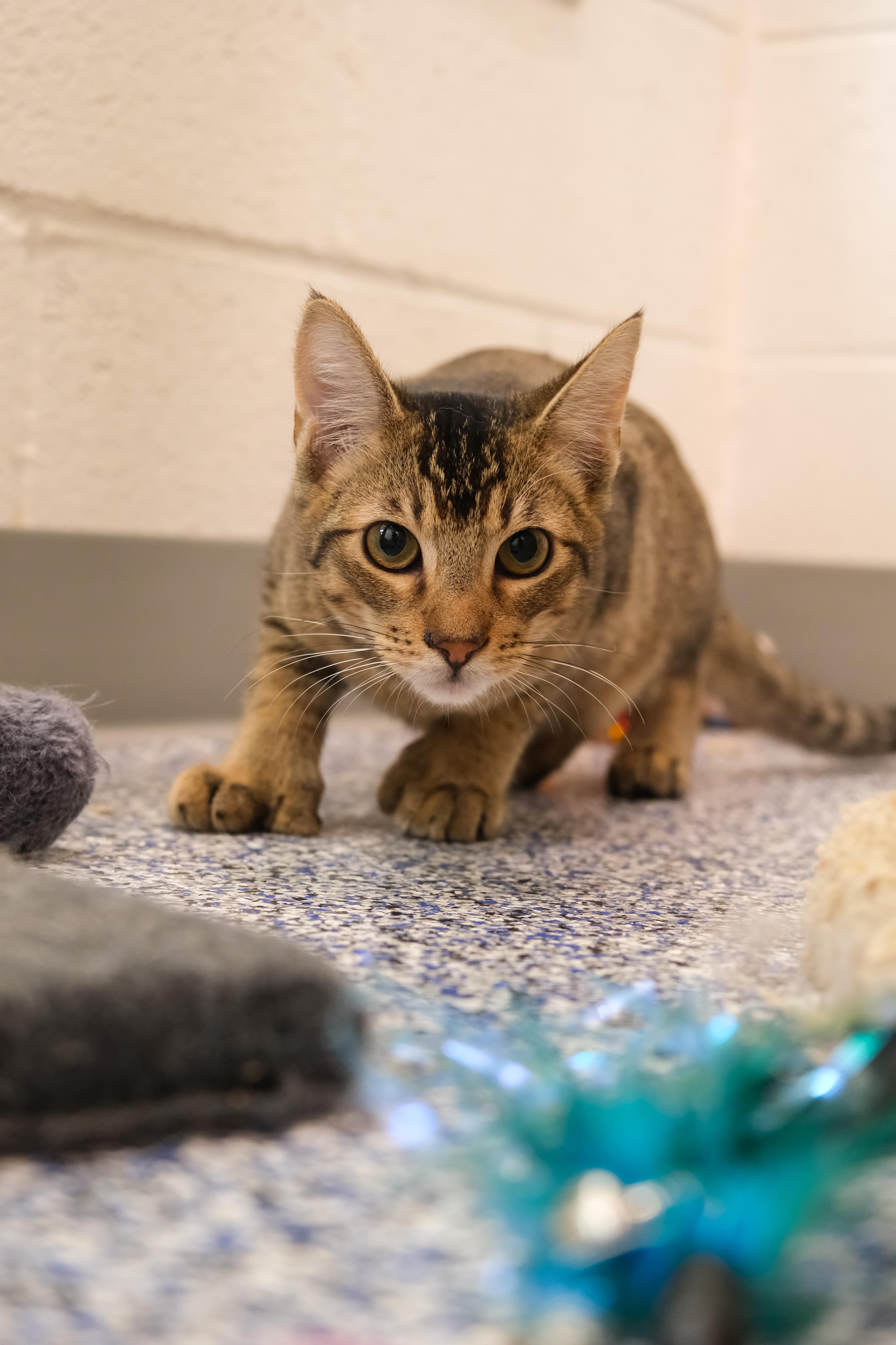 Marty, a Adoptable Domestic Short Hair in Newport Beach, CA image 5/6