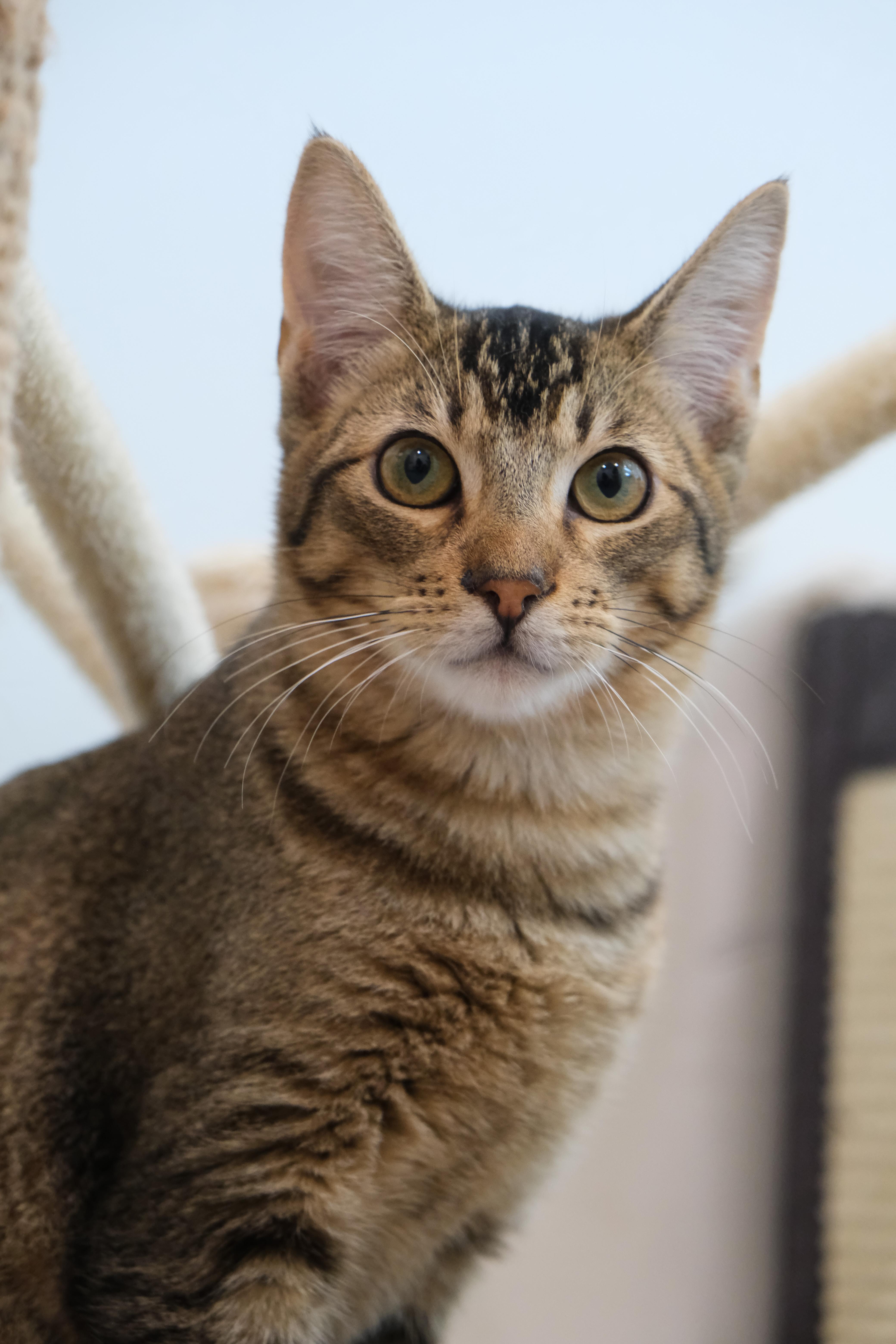 Marty, Adoptable, Young Male Domestic Short Hair.