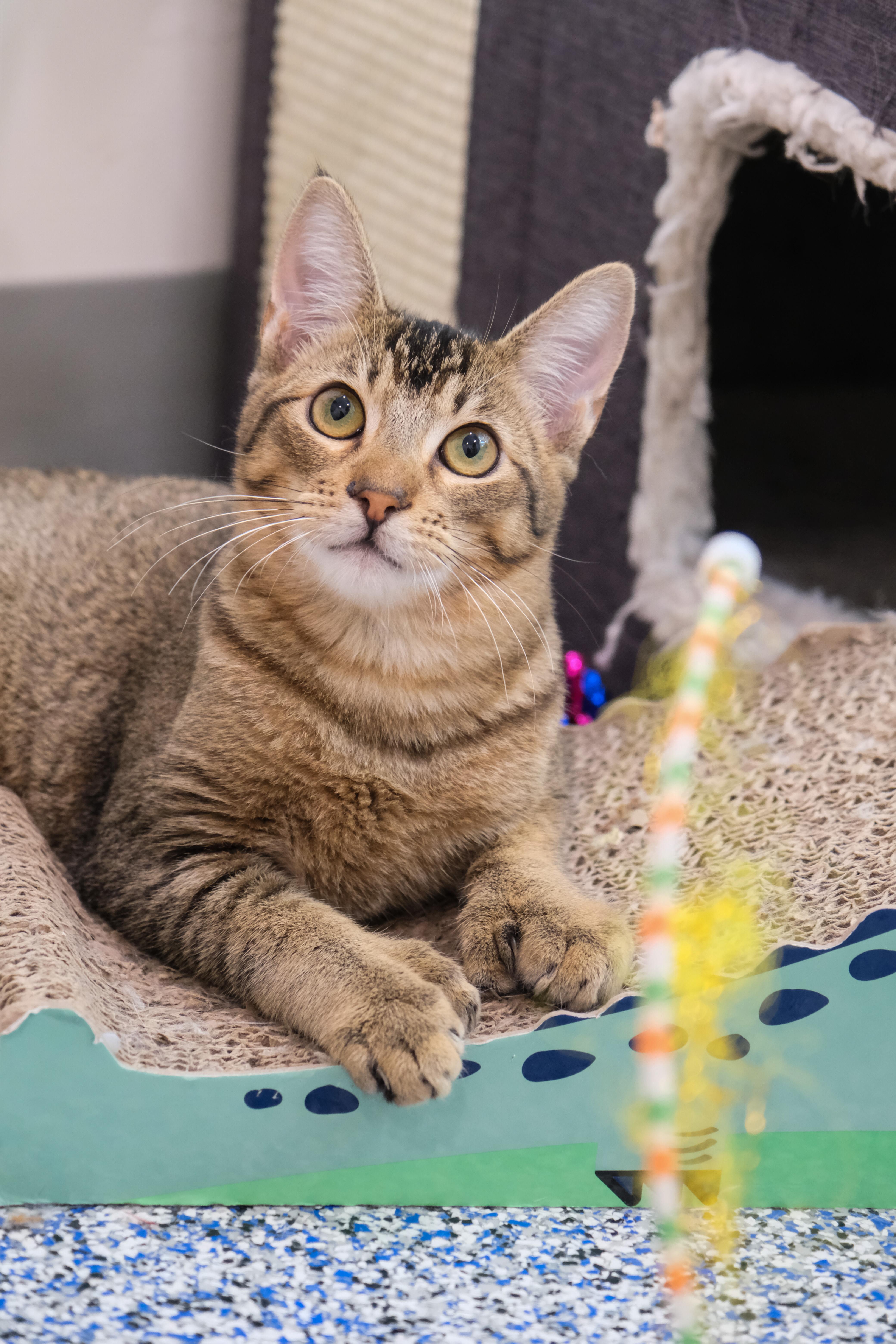 Marty, a Adoptable Domestic Short Hair in Newport Beach, CA image 6/6