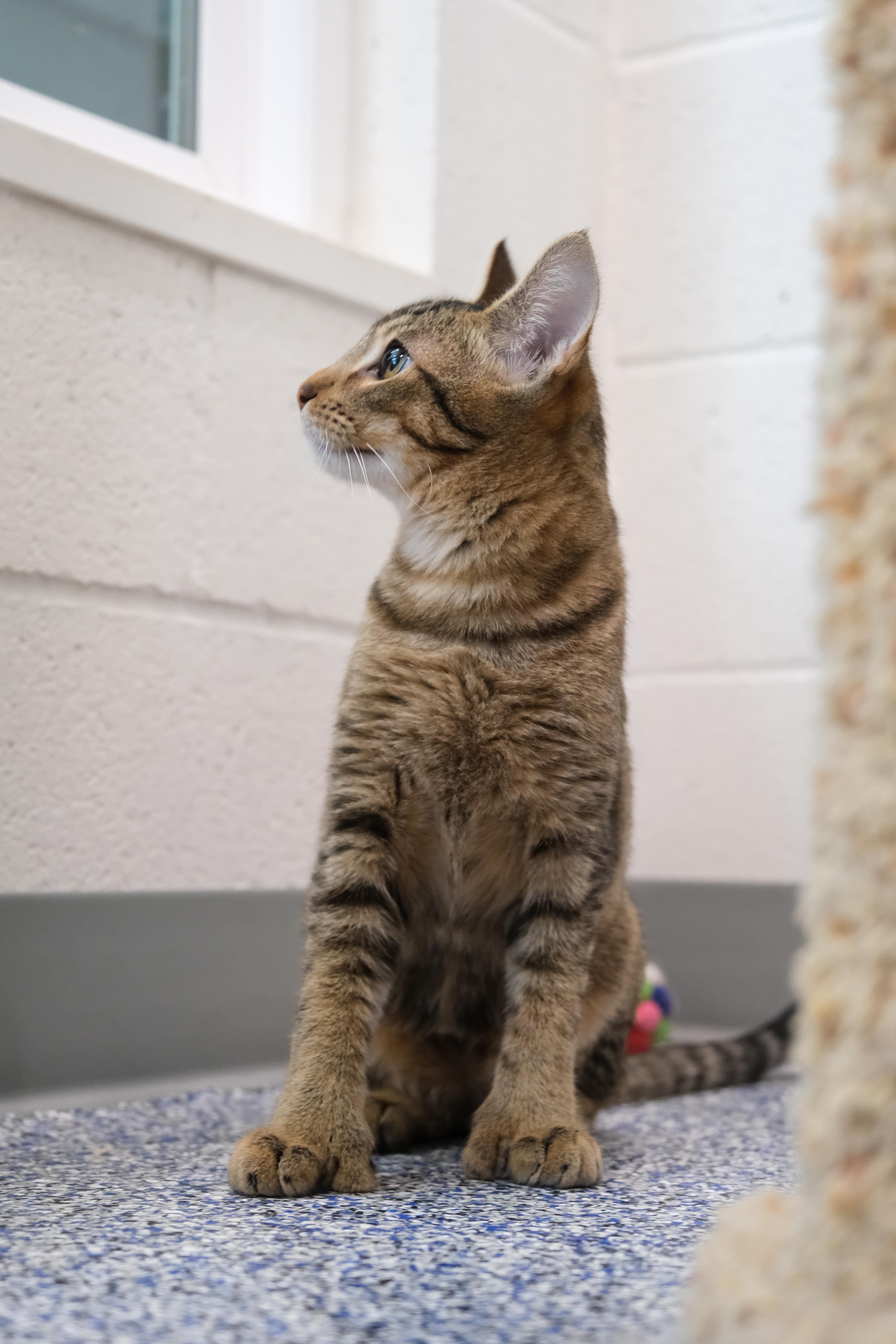 Marty, a Adoptable Domestic Short Hair in Newport Beach, CA image 3/6