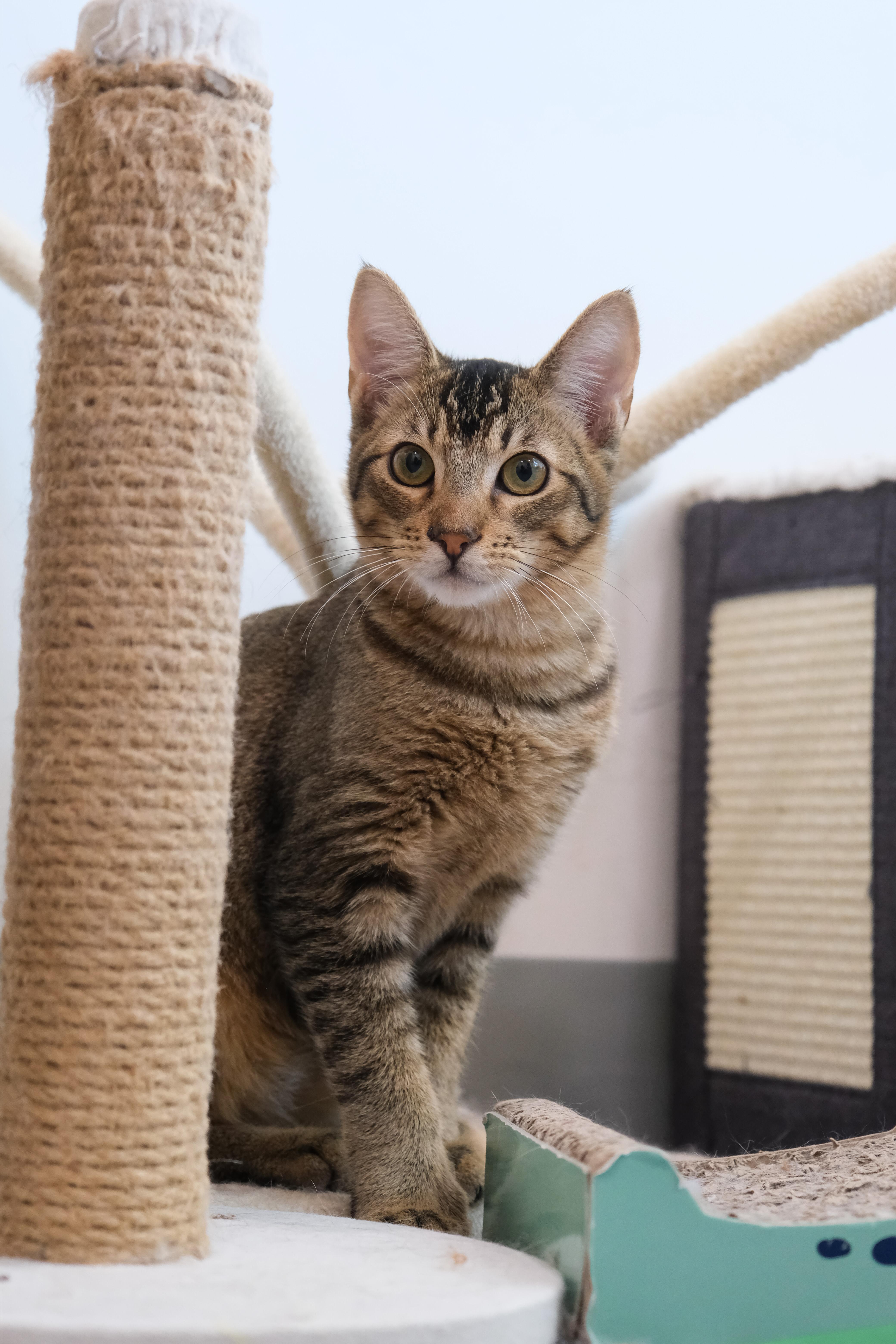 Marty, a Adoptable Domestic Short Hair in Newport Beach, CA image 2/6