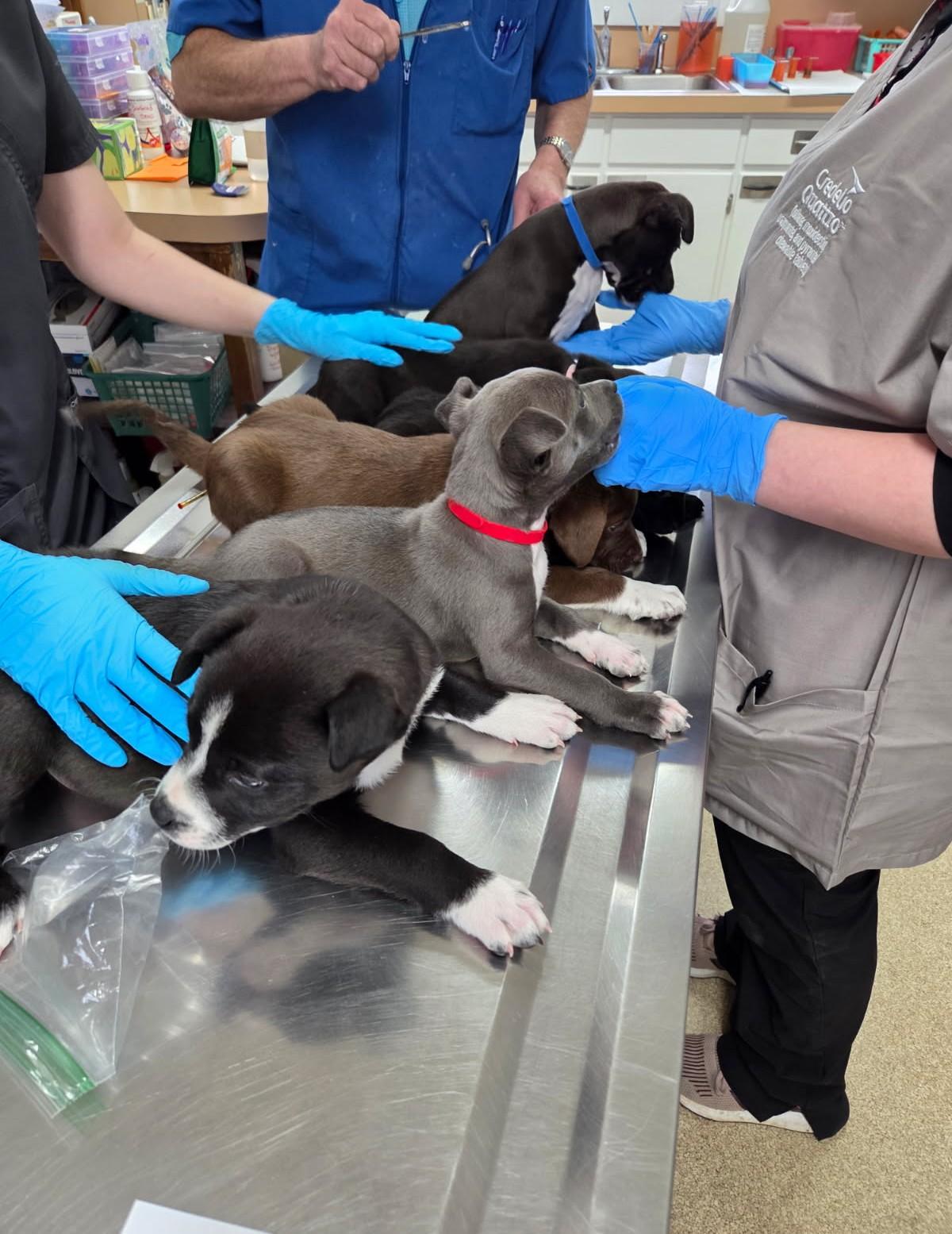 Enlarge Asher, an adopted mixed breed in Concord, NC image 3/3