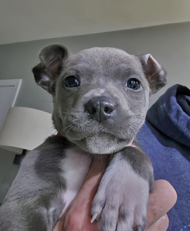 Enlarge Asher, an adopted mixed breed in Concord, NC image 1/3