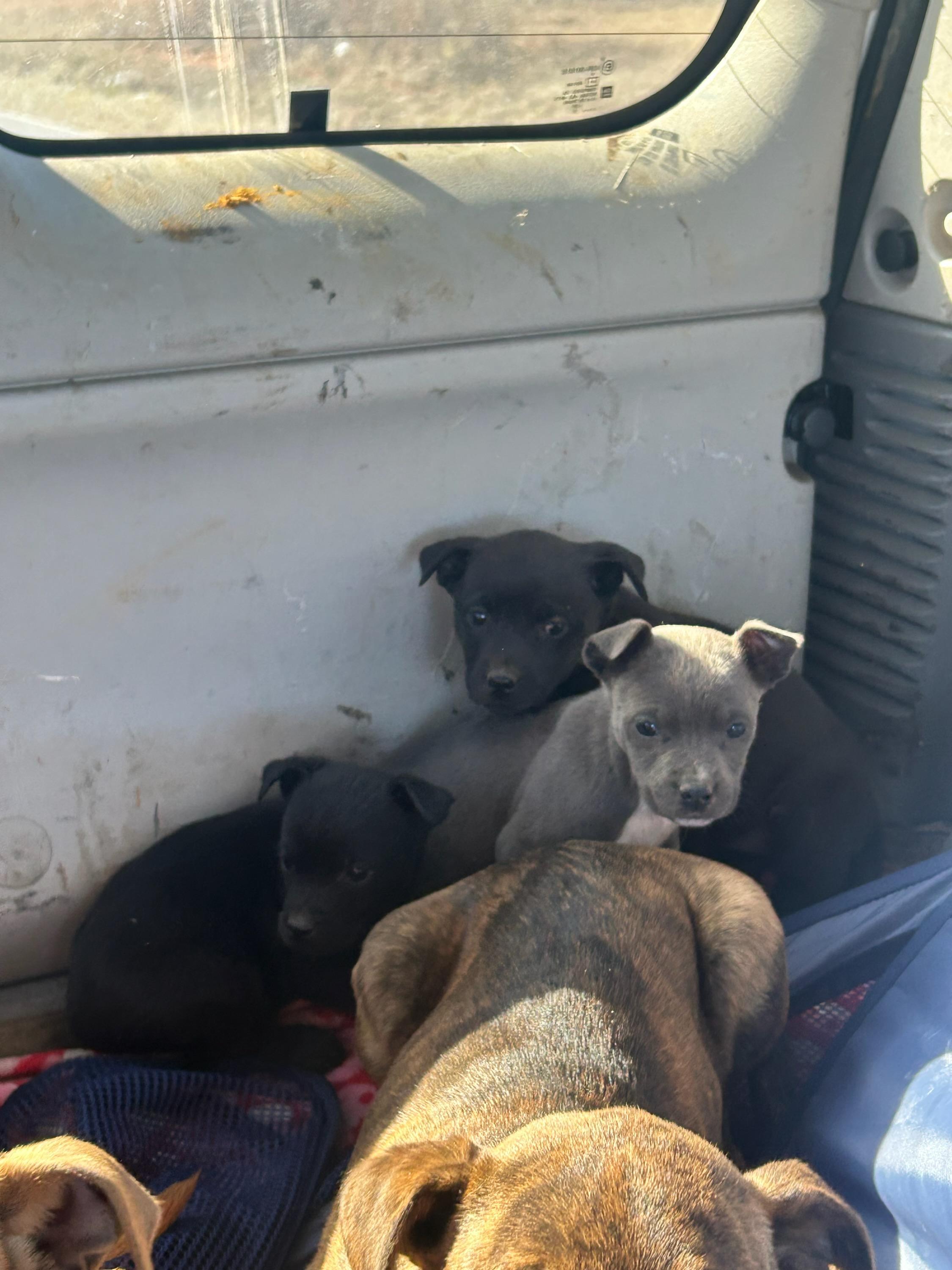 Enlarge Asher, an adopted mixed breed in Concord, NC image 2/3