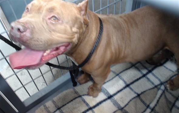CANELO, Adoptable, Adult Male Pit Bull Terrier.