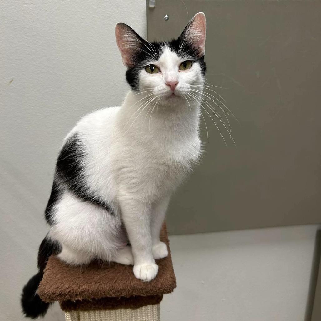 EmmaRose, Adoptable, Adult Female Domestic Short Hair.