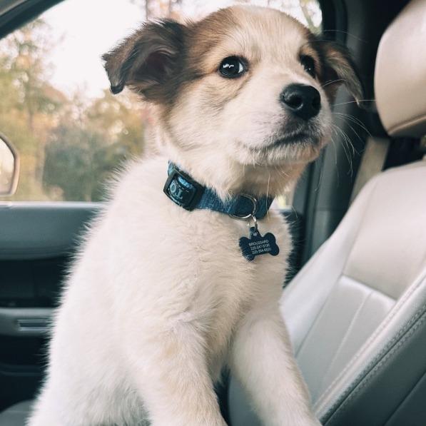 Ralphie, Adoptable, Puppy Male Australian Shepherd & Cattle Dog.