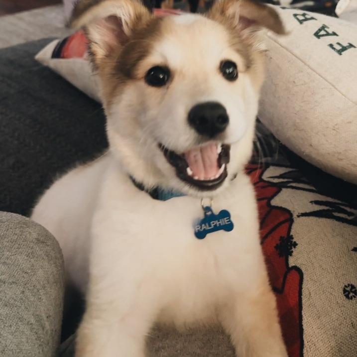 Enlarge Ralphie, a Adoptable mixed breed in Baton Rouge, LA image 2/6