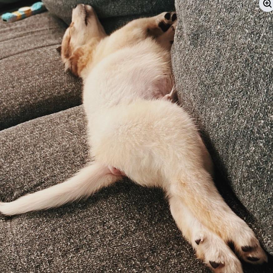 Enlarge Ralphie, a Adoptable mixed breed in Baton Rouge, LA image 3/6