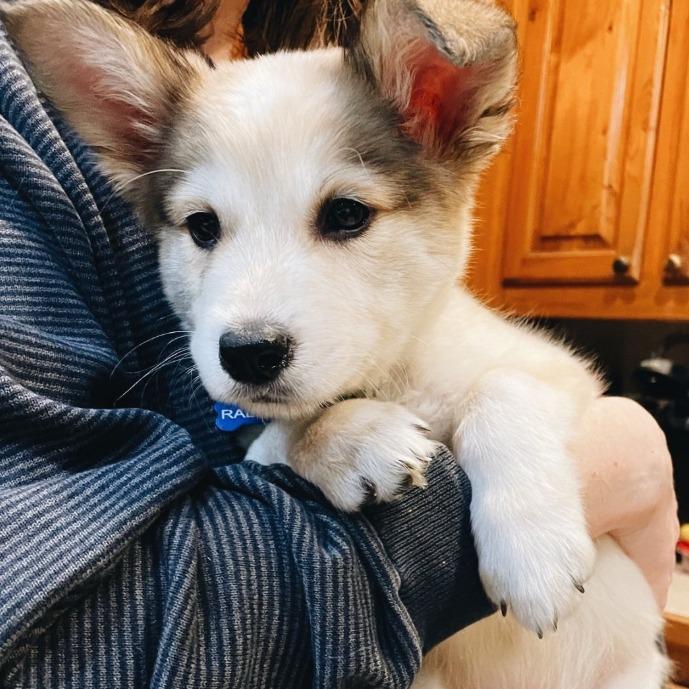 Enlarge Ralphie, a Adoptable mixed breed in Baton Rouge, LA image 4/6