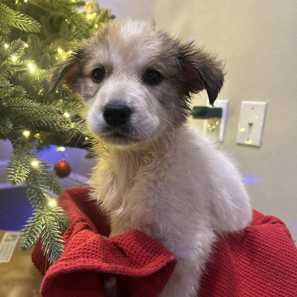 Ralphie, Adoptable, Puppy Male Australian Shepherd & Cattle Dog.