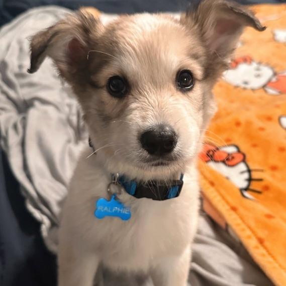 Enlarge Ralphie, a Adoptable mixed breed in Baton Rouge, LA image 6/6