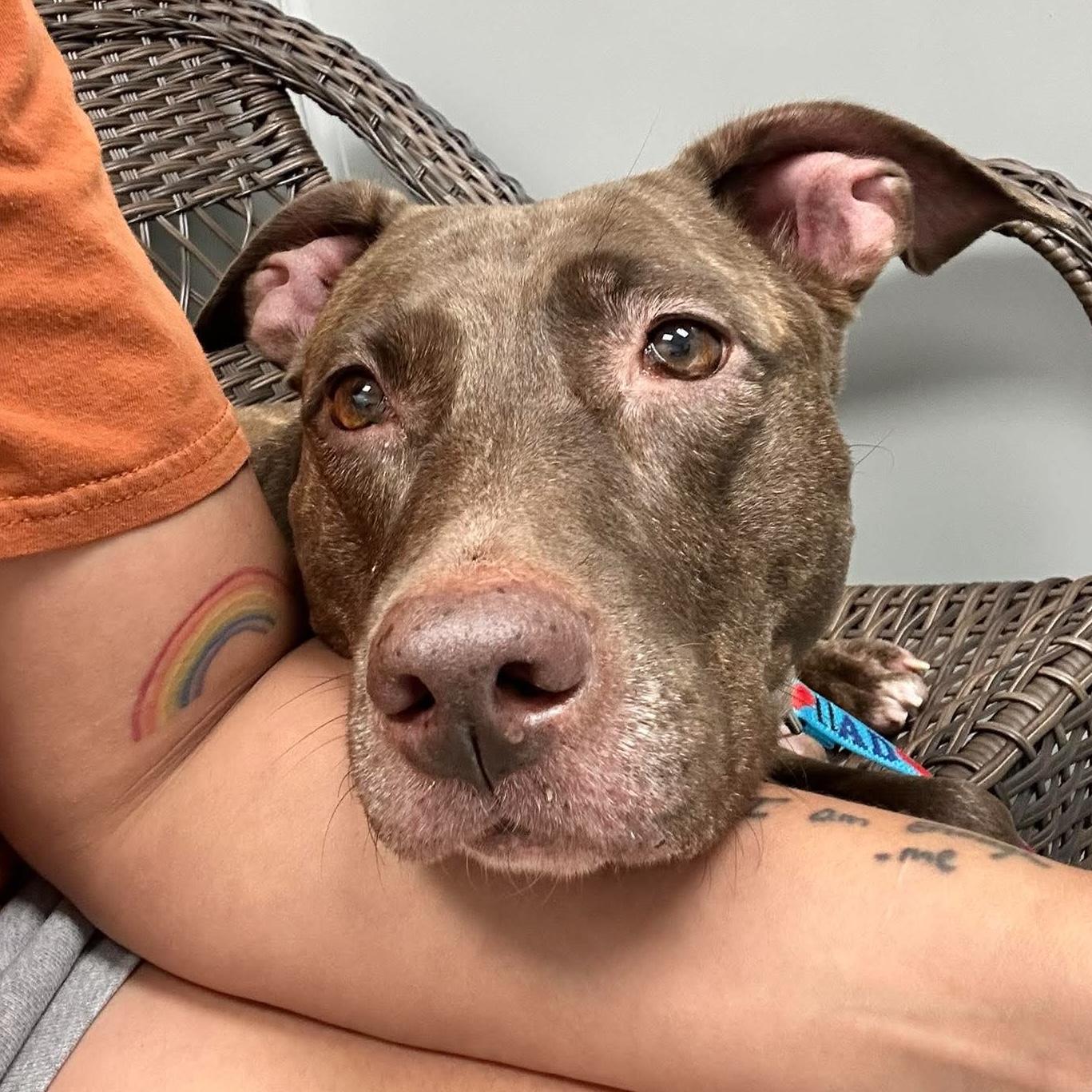 Enlarge Windrose, a ADOPTABLE mixed breed in Houston, TX image 6/6