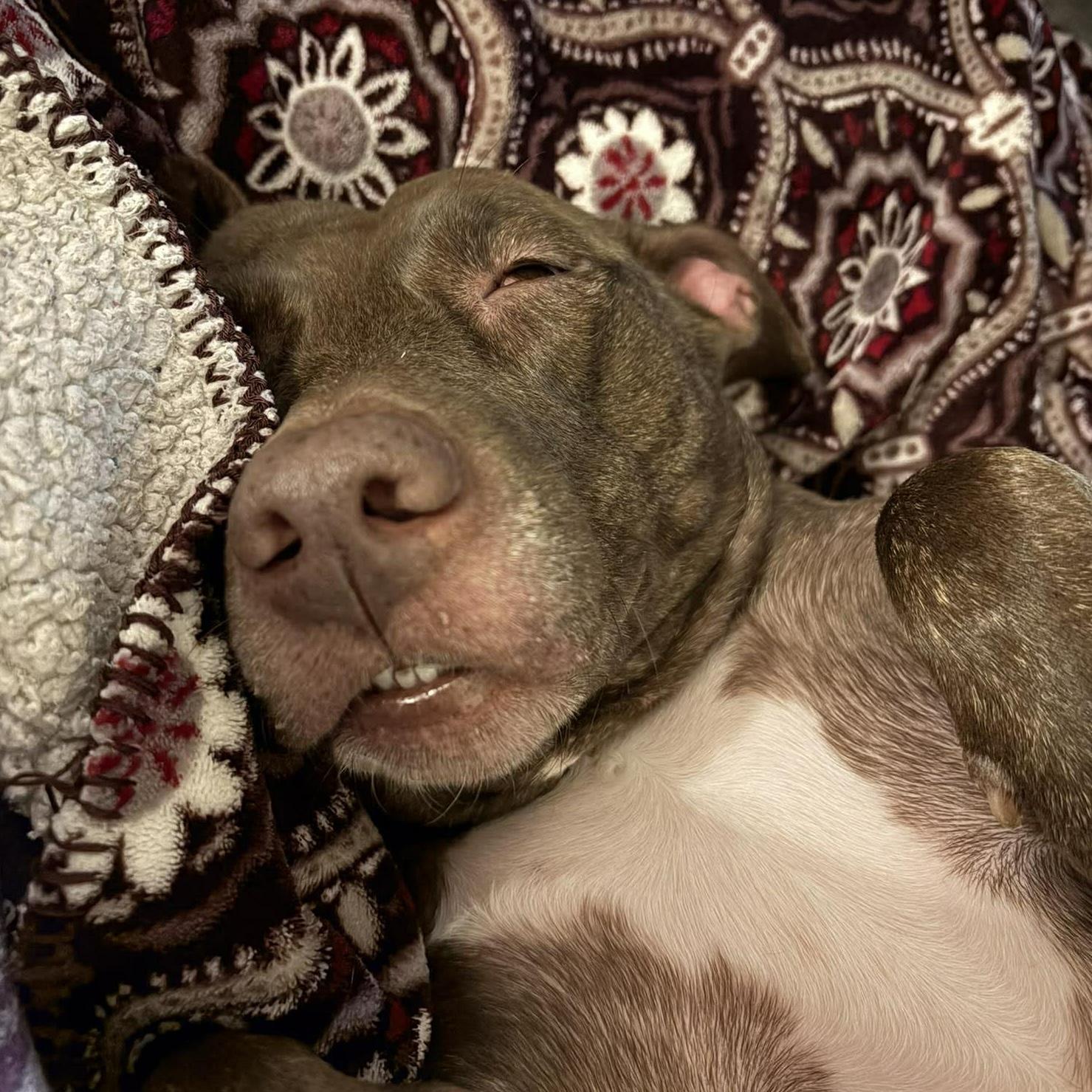Enlarge Windrose, a ADOPTABLE mixed breed in Houston, TX image 3/6