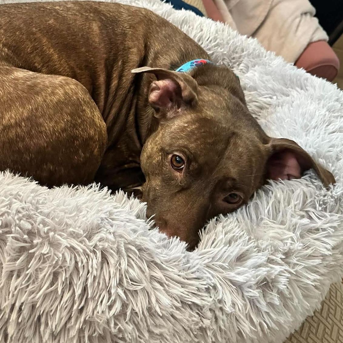 Enlarge Windrose, a ADOPTABLE mixed breed in Houston, TX image 4/6