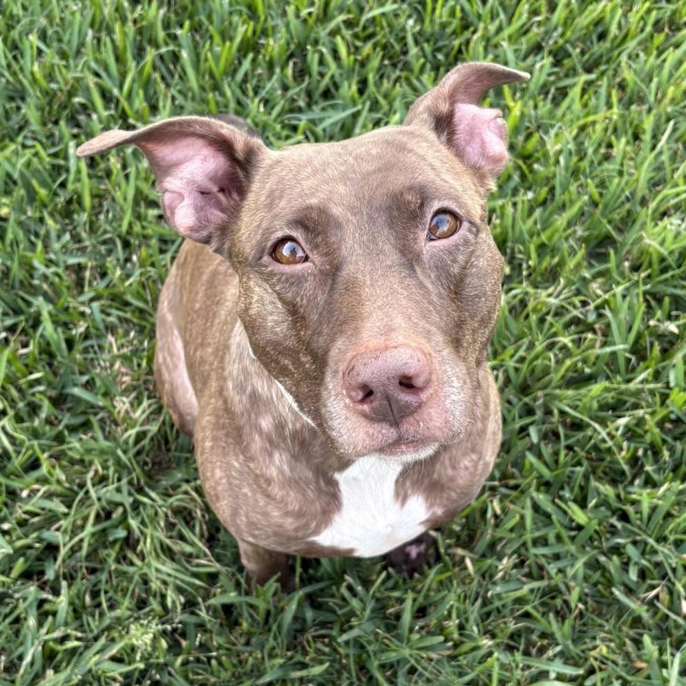 Windrose, ADOPTABLE, Adult Female Pit Bull Terrier & American Staffordshire Terrier.