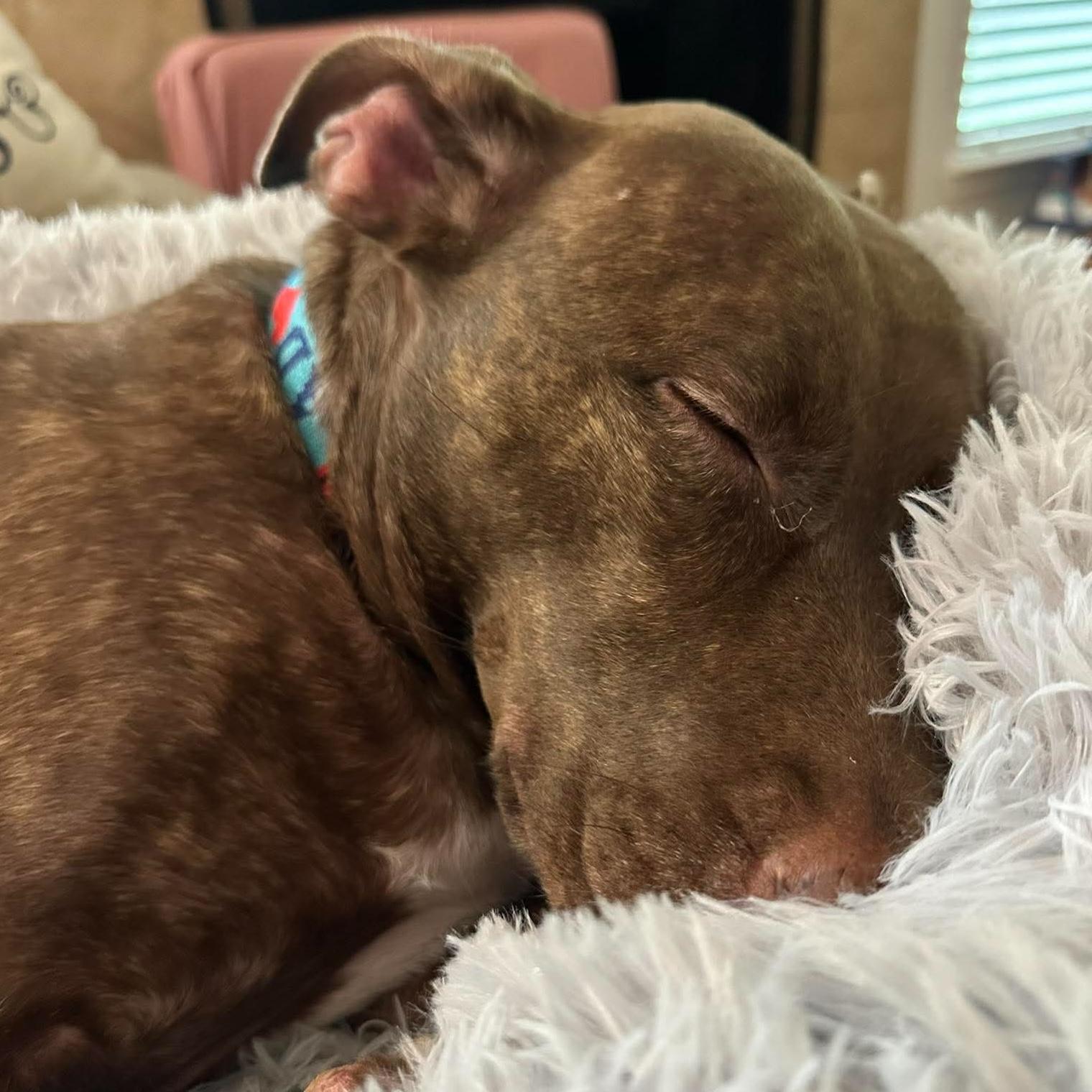 Enlarge Windrose, a ADOPTABLE mixed breed in Houston, TX image 5/6