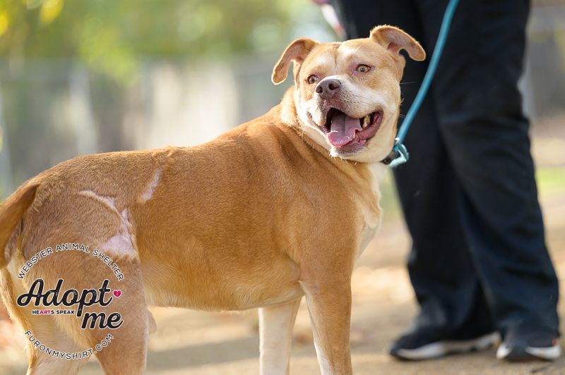 Spanky , an adoptable Mixed Breed in Madison, MS, 39110 | Photo Image 4