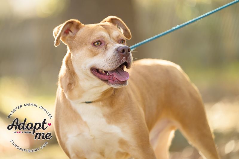 Spanky , an adoptable Mixed Breed in Madison, MS, 39110 | Photo Image 3