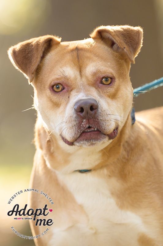 Spanky , an adoptable Mixed Breed in Madison, MS, 39110 | Photo Image 1